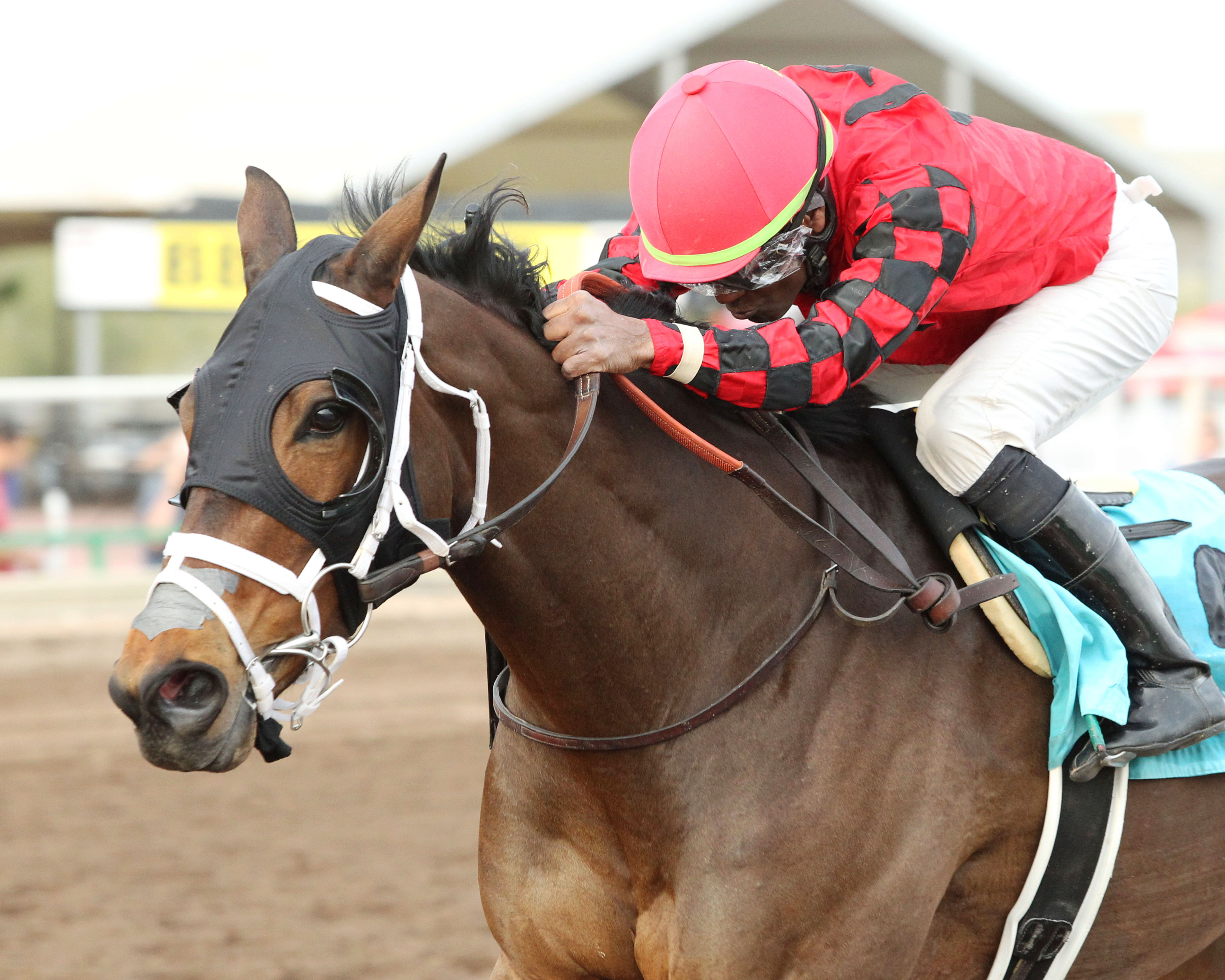 Primo Touch wins the 2018 Turf Paradise Derby