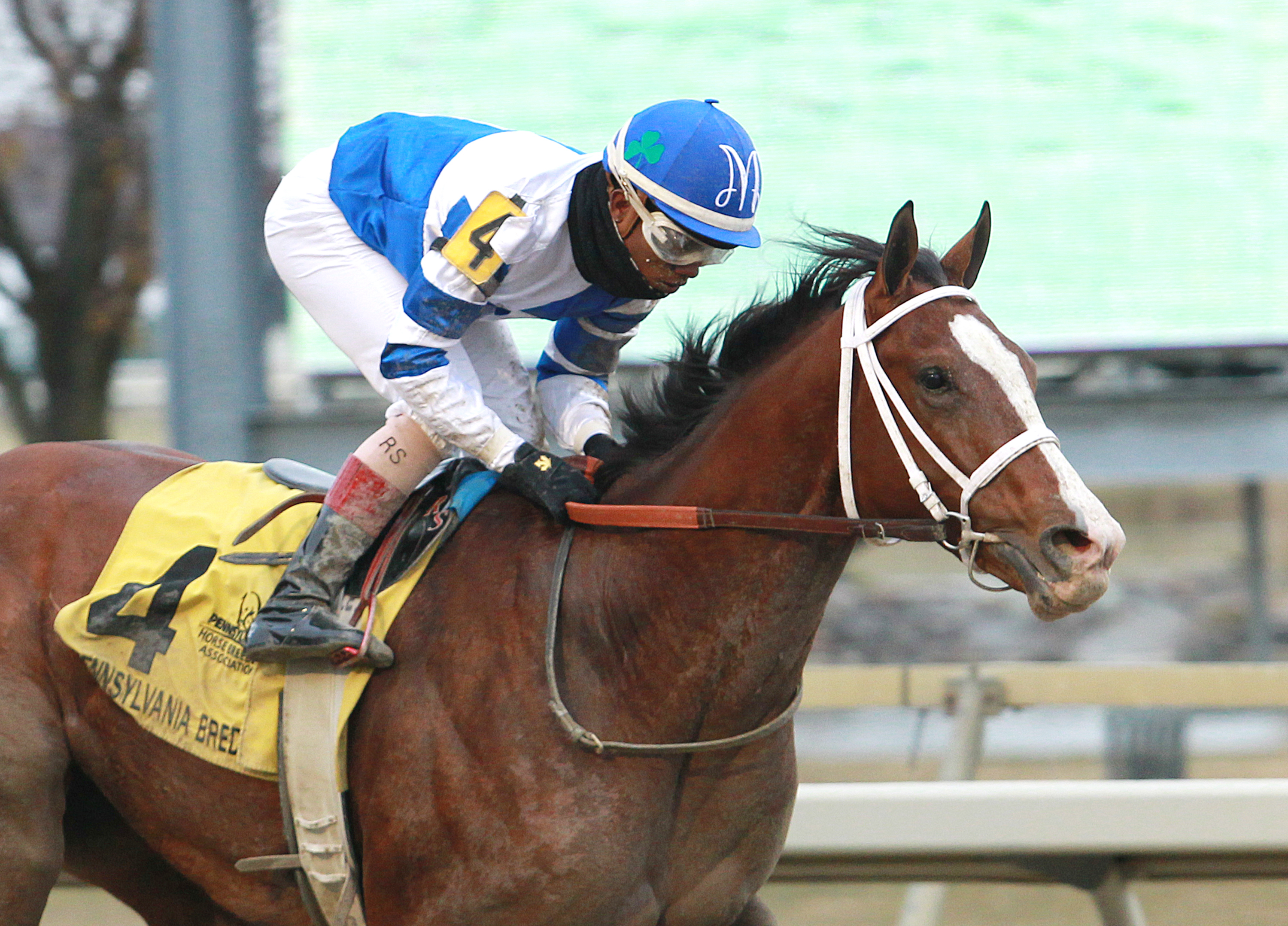 Prince Lucky wins the 2017 Pennsylvania Nursery Stakes