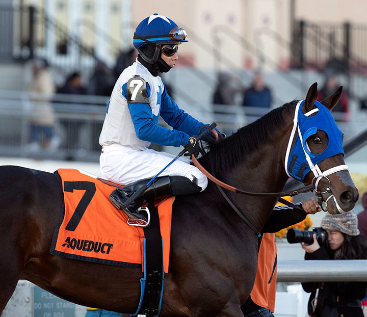Prince James at the 2019 Remsen Handicap at Aqueduct Racetrack