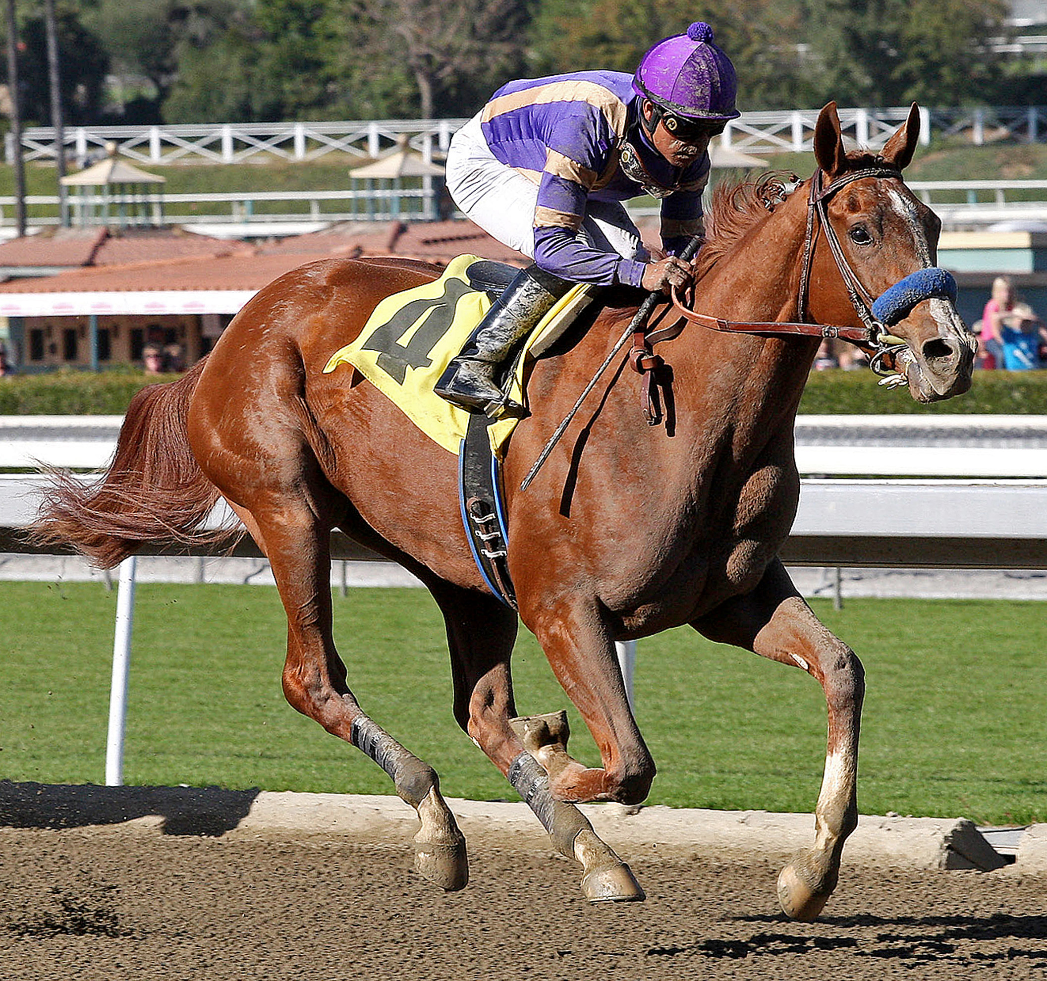 Princess Arabella/maiden win