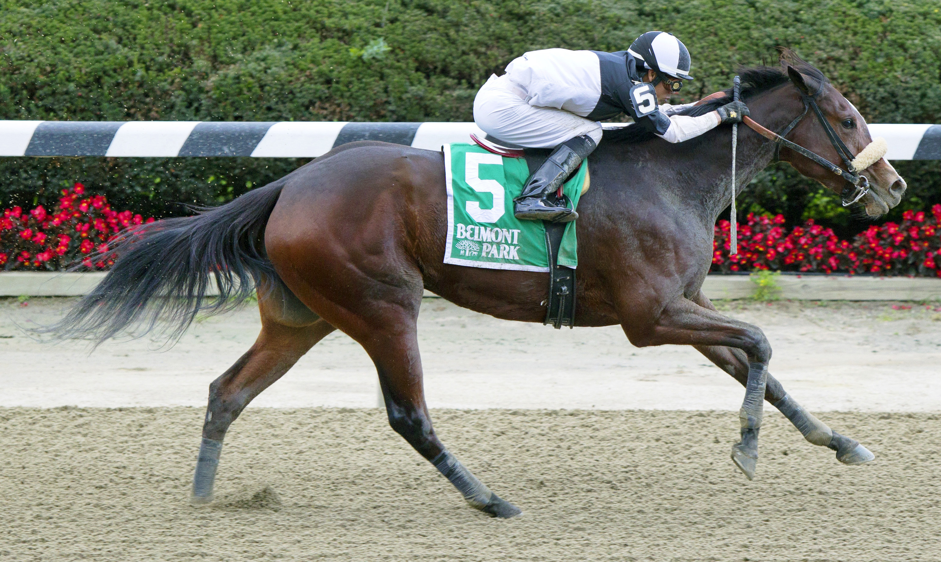 Princess Violet wins the Empire Distaff Handicap
