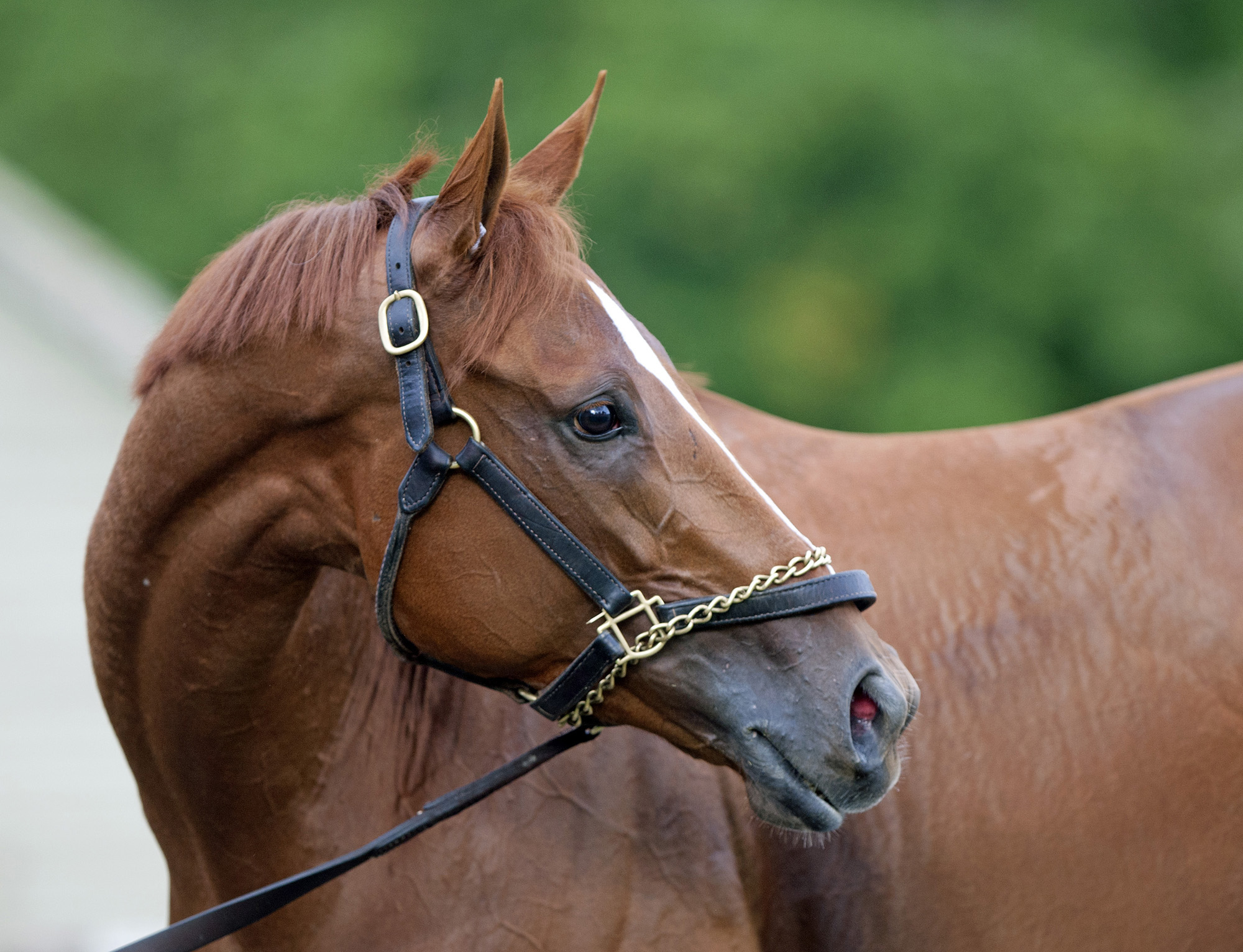 Princess of Sylmar, portrait
