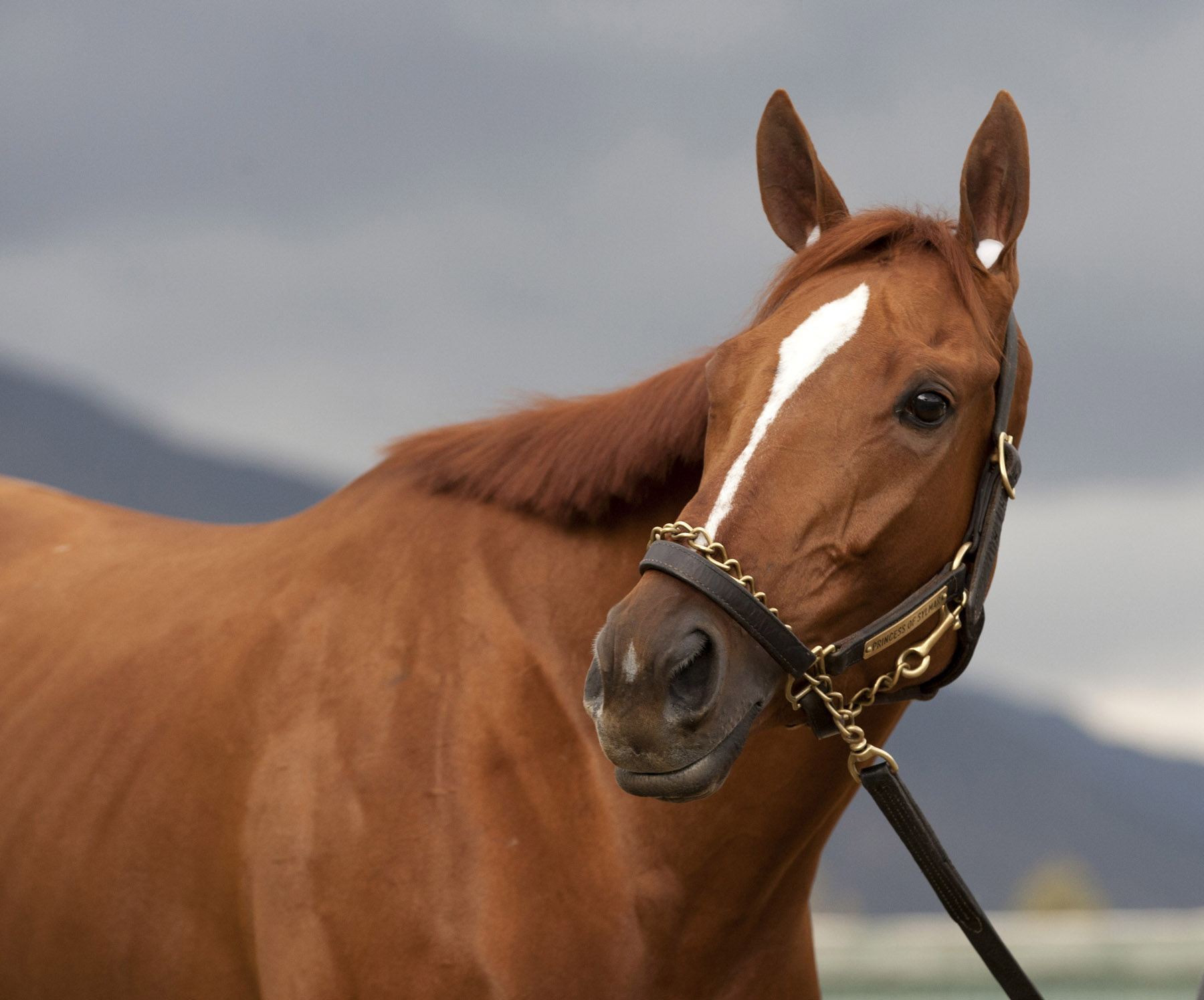 Princess of Sylmar