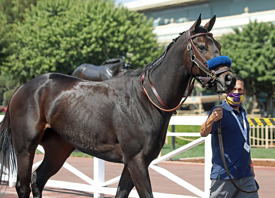 Princess Noor at Santa Anita Park in September 2020