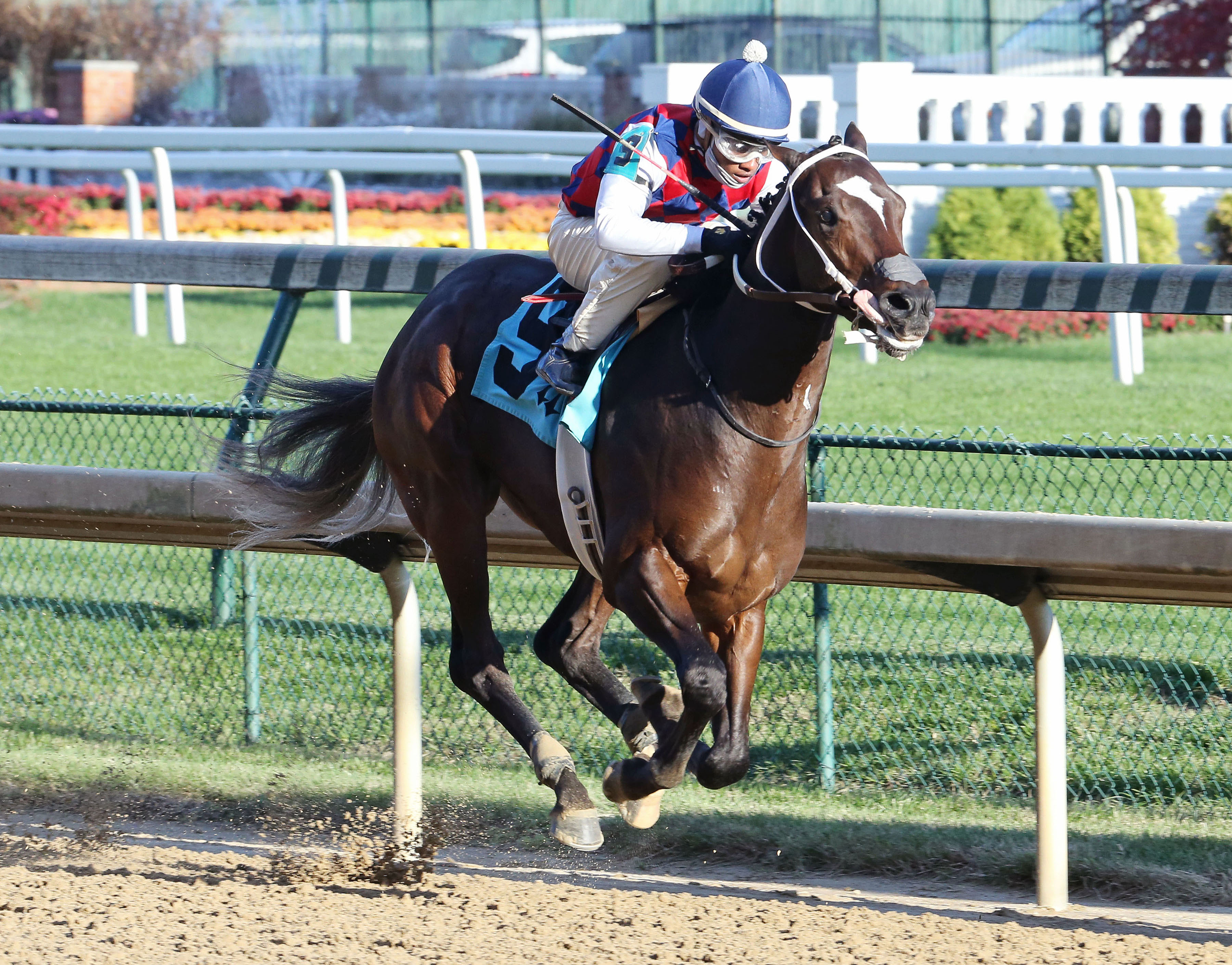 Principe Guilherme wins a Nov. 10 maiden race
