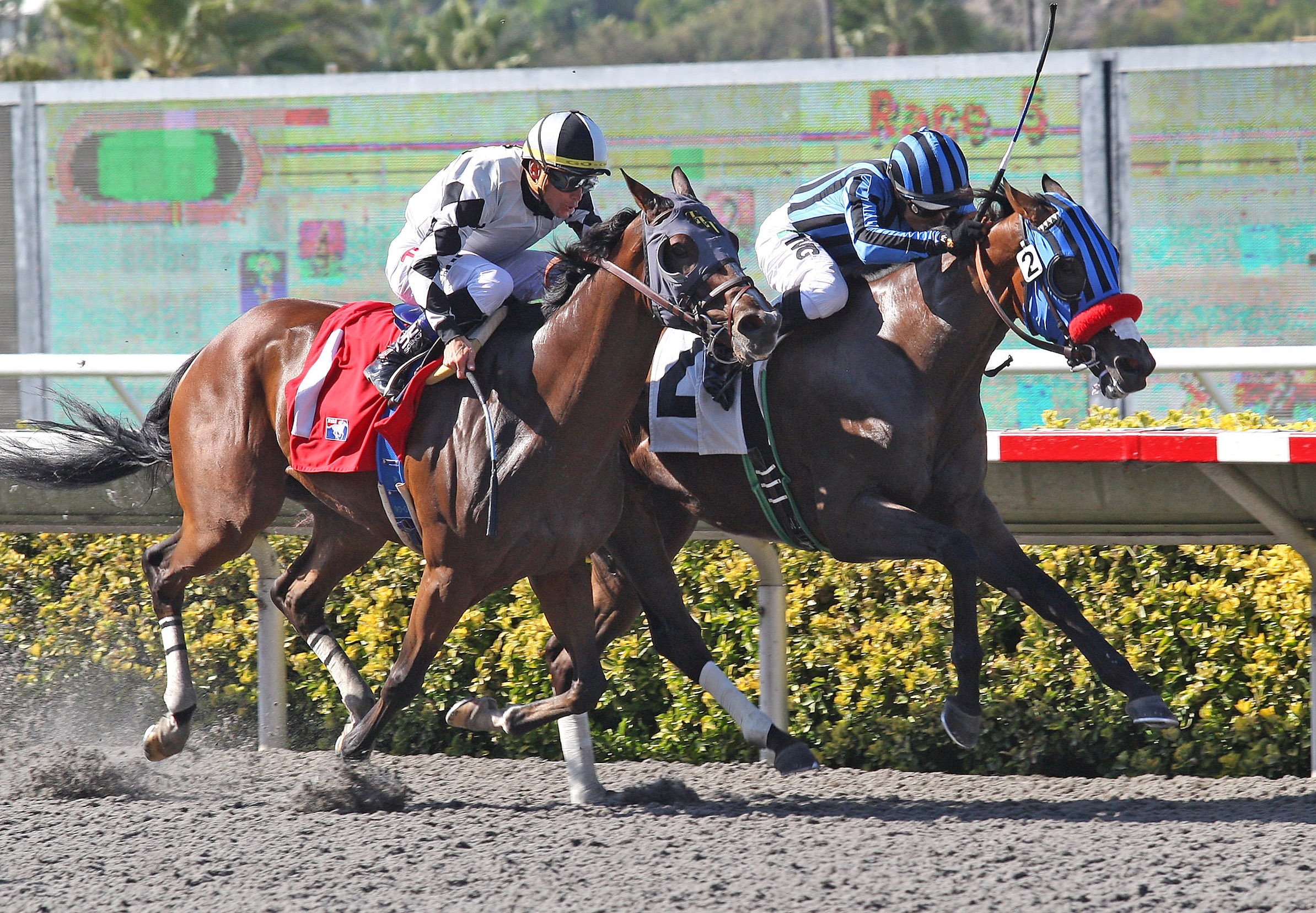 Private Zone, Pirate's Bounty Stakes