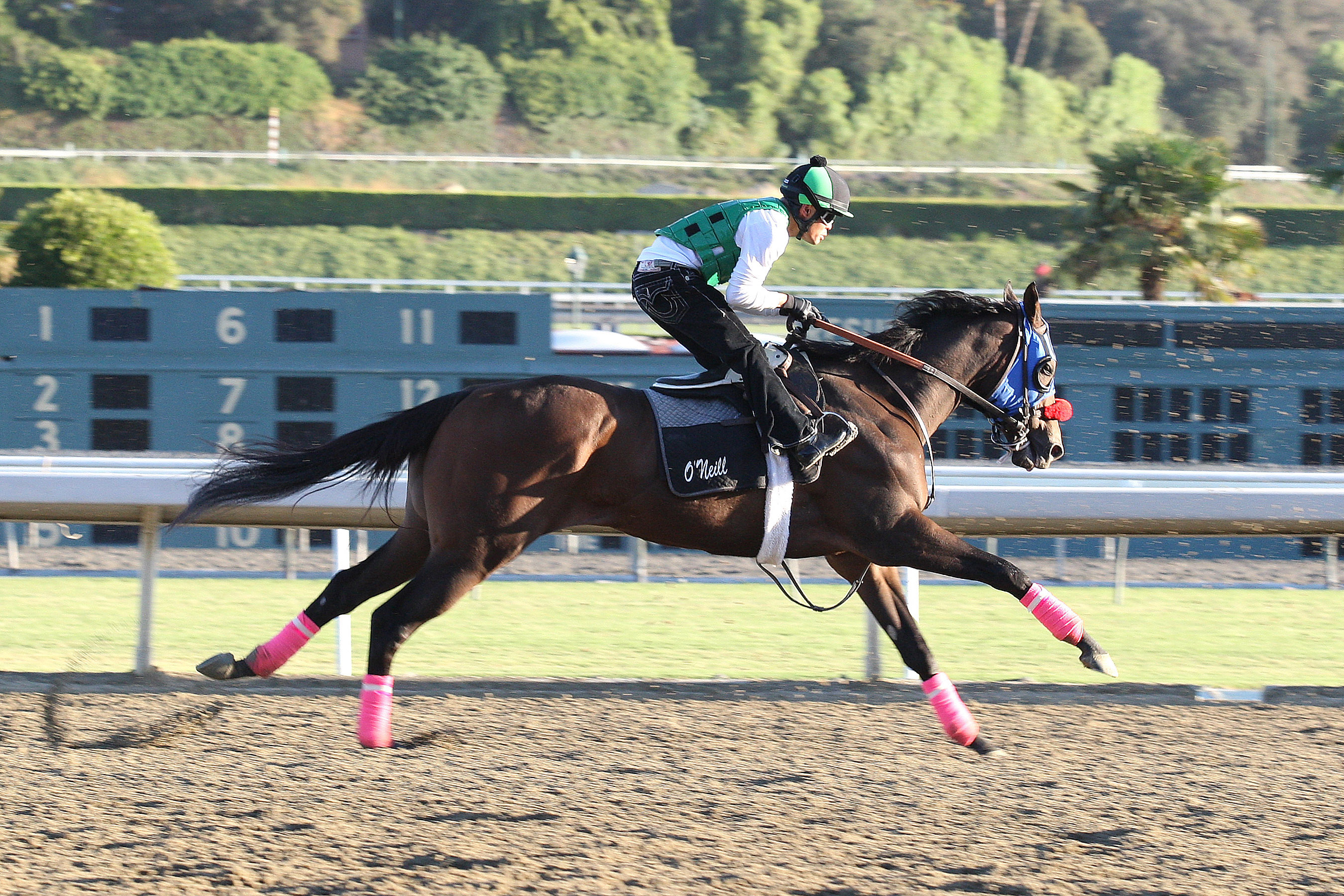 Private Zone trains at Santa Anita Park