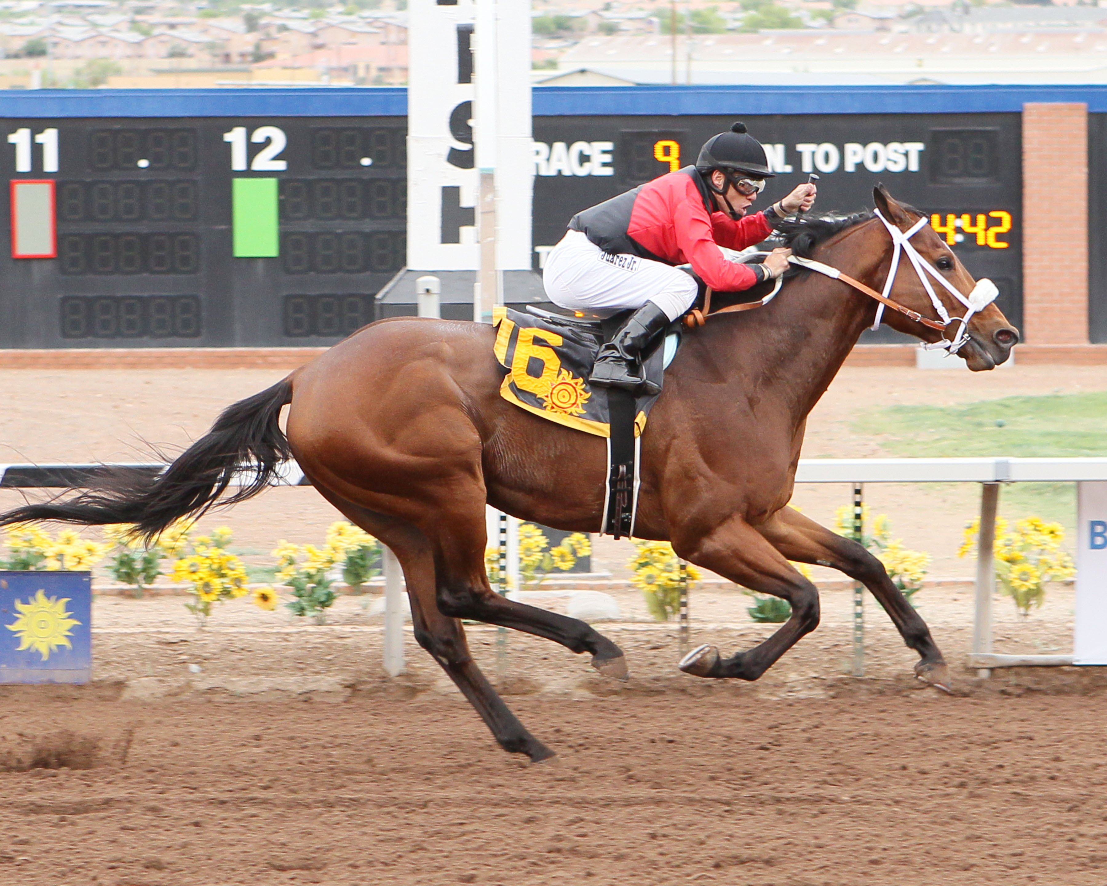 Proceed sets track record in Sunland Handicap