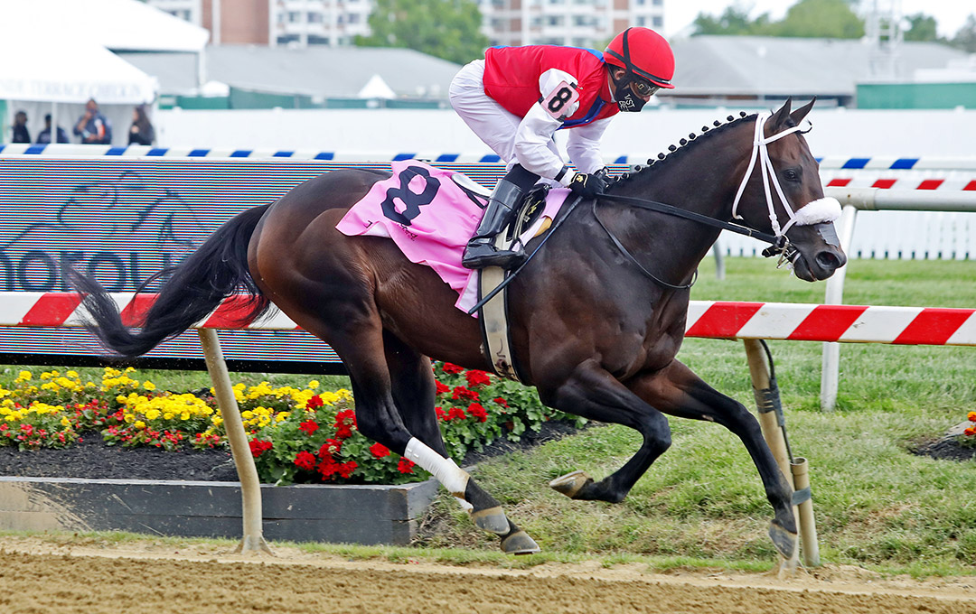 Prodigious Bay wins a May 2021 allowance at Pimlico Race Course