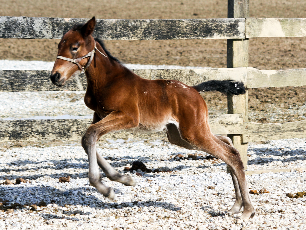 Sebastian K filly