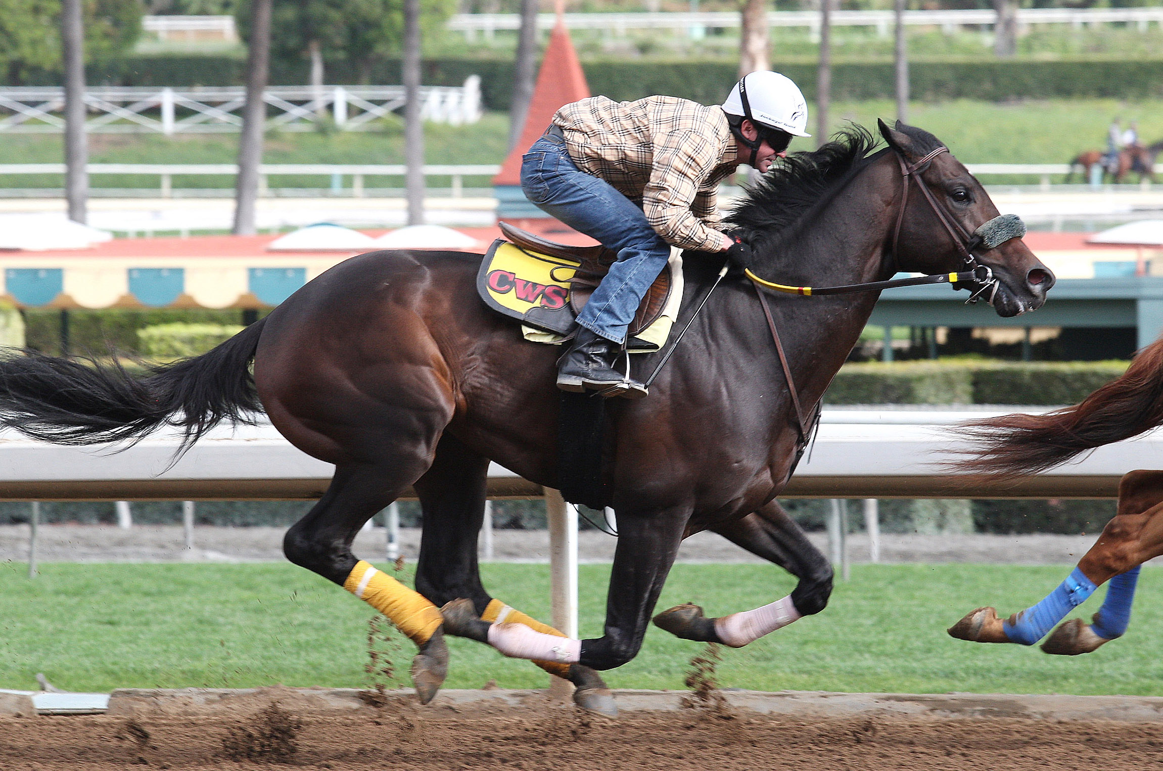 Prospect Park training at Santa Anita