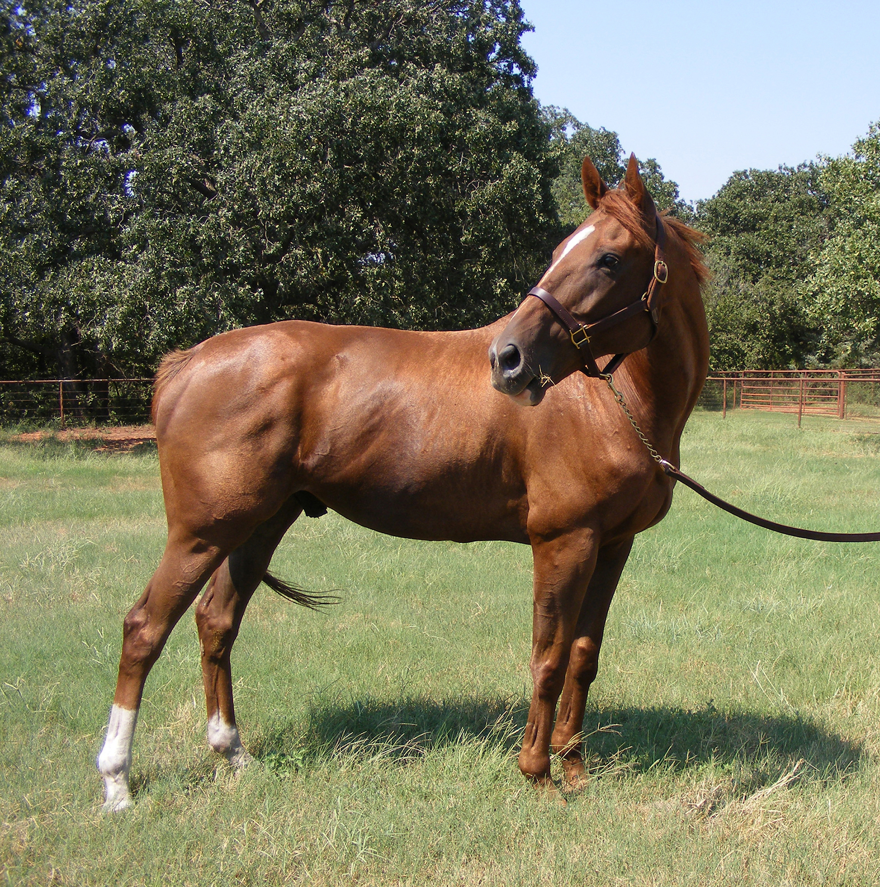 Prospective Kiss at Cresran in Crescent, Okla., 2013