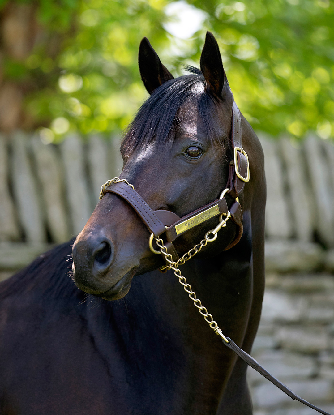 Protonico at Castleton-Lyons Farm, 2019