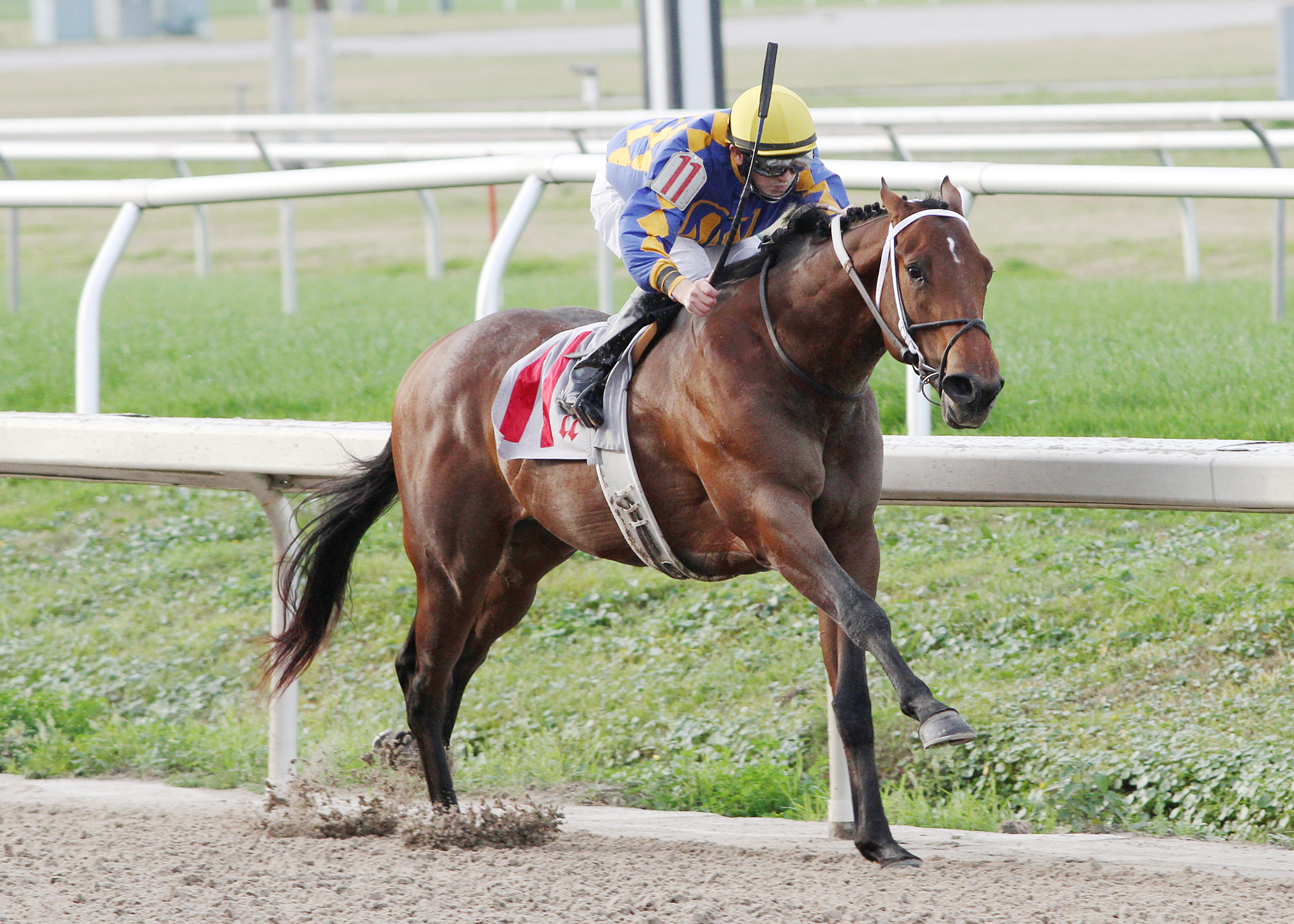Proud Strike, maiden win