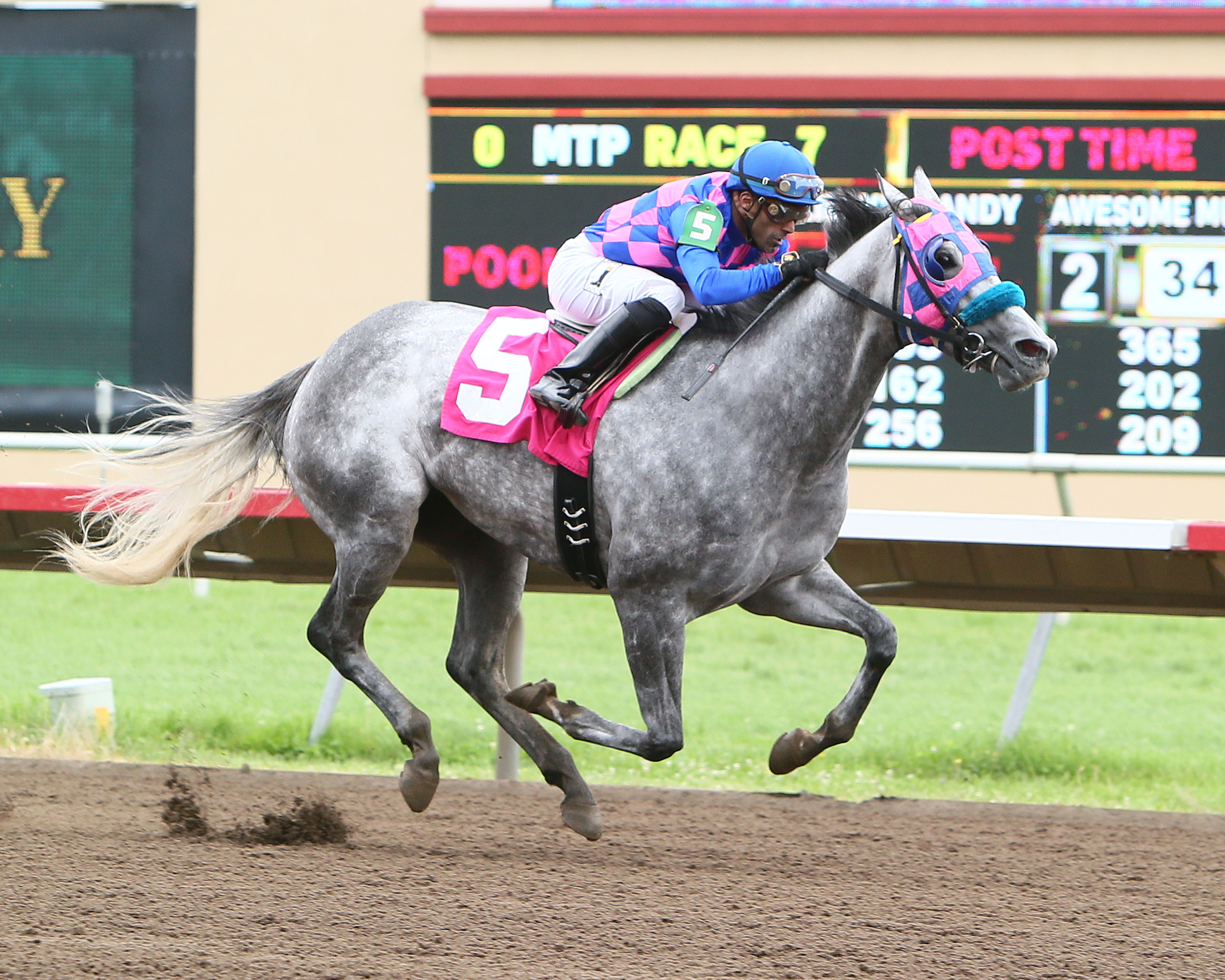 Puntsville wins the 2017 Hoist Her Flag Stakes