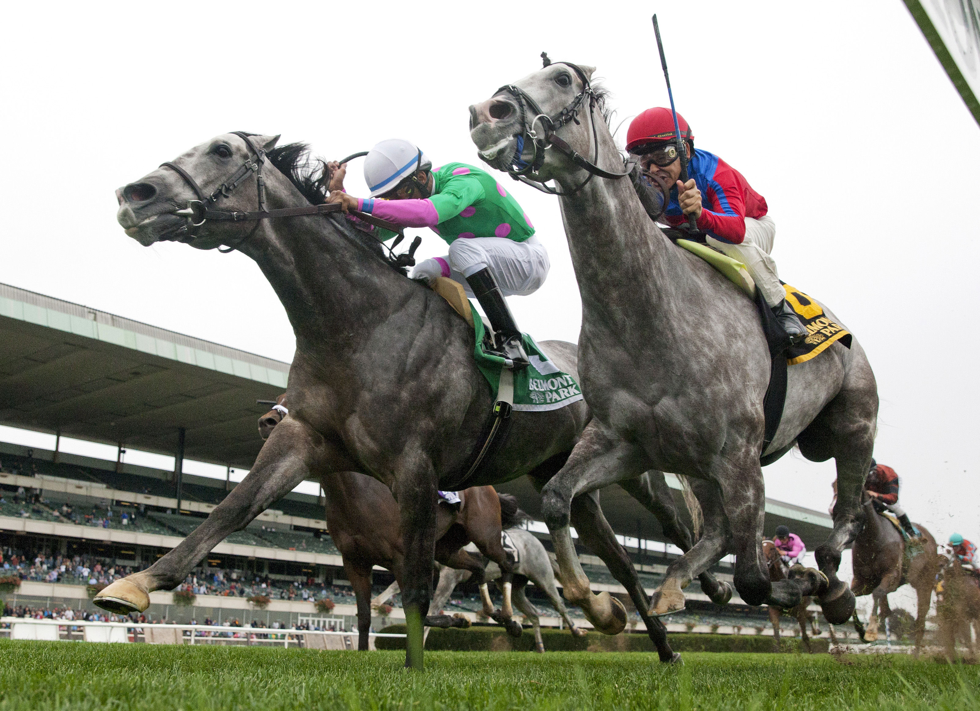 Pure Sensation wins the Belmont Turf Sprint Invitational Stakes