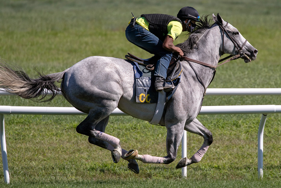 Pure Sensation trains at Saratoga Race Course on July 31