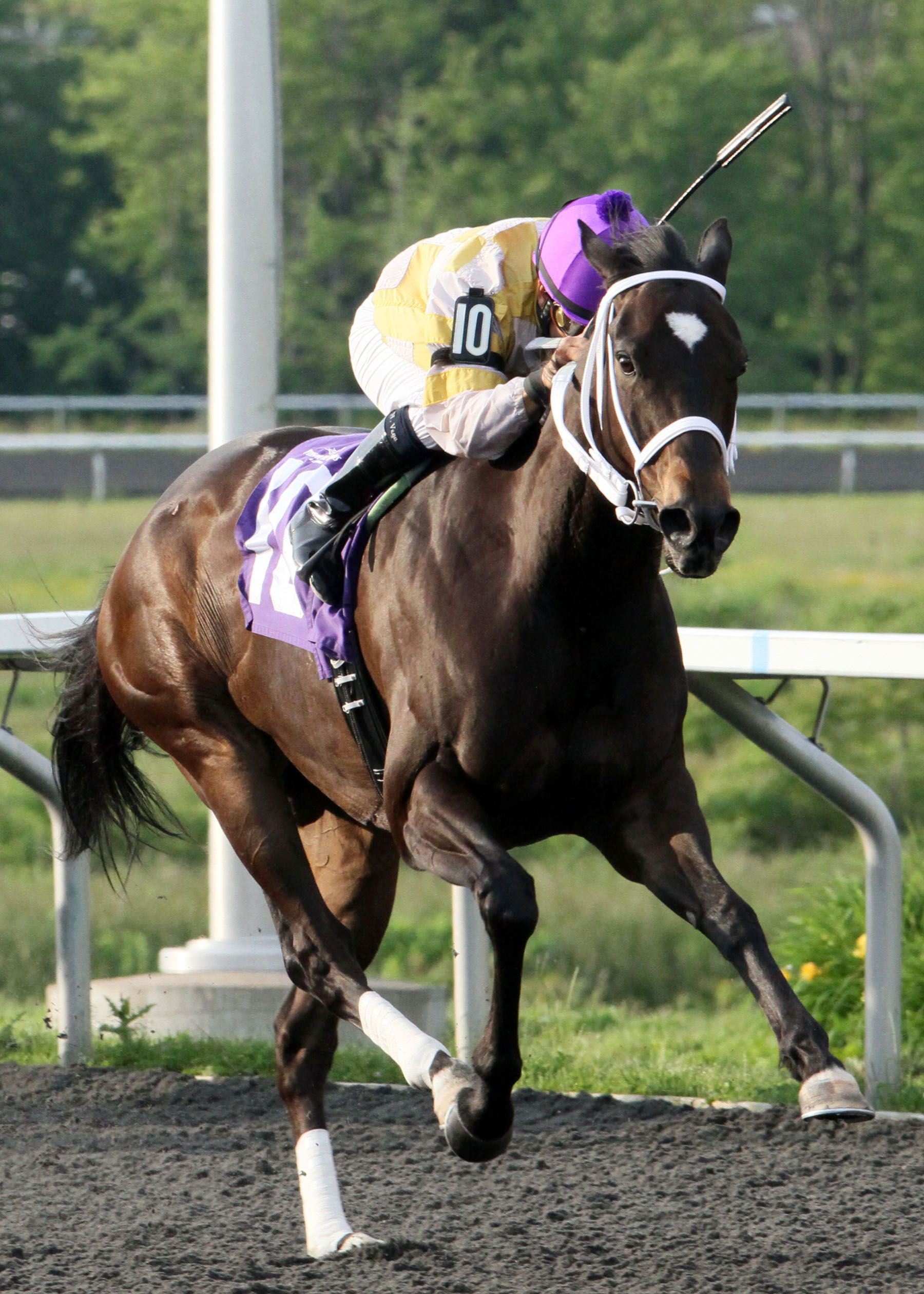 Purely Hot wins the 2013 Satin and Lace