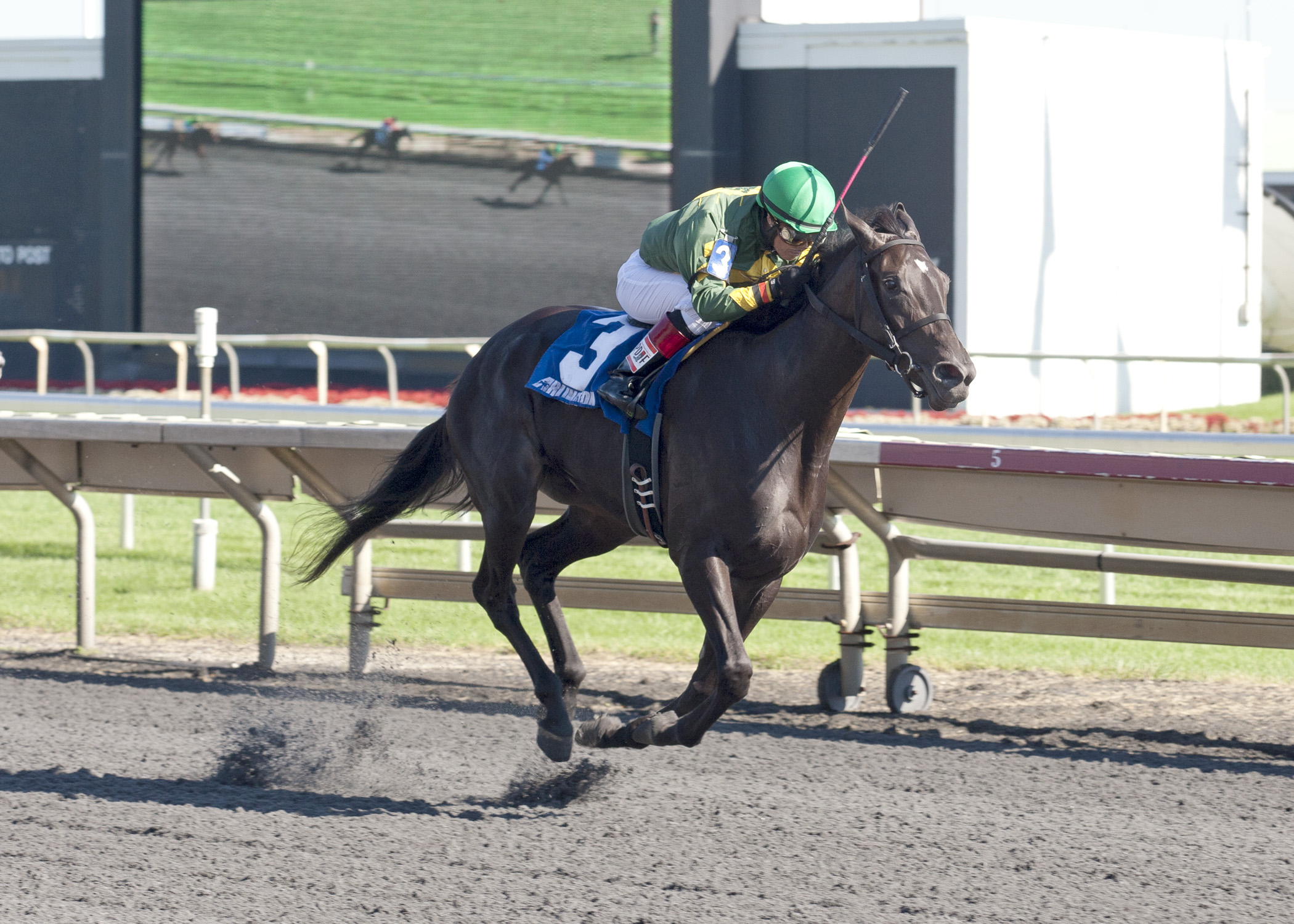Quality Rocks wins 2014 Lassie
