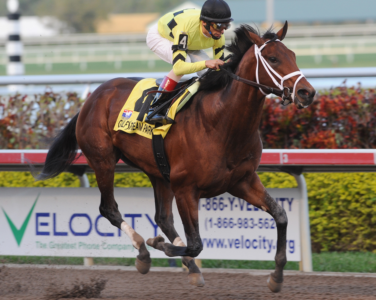 Quality Road - Eclipse Awards