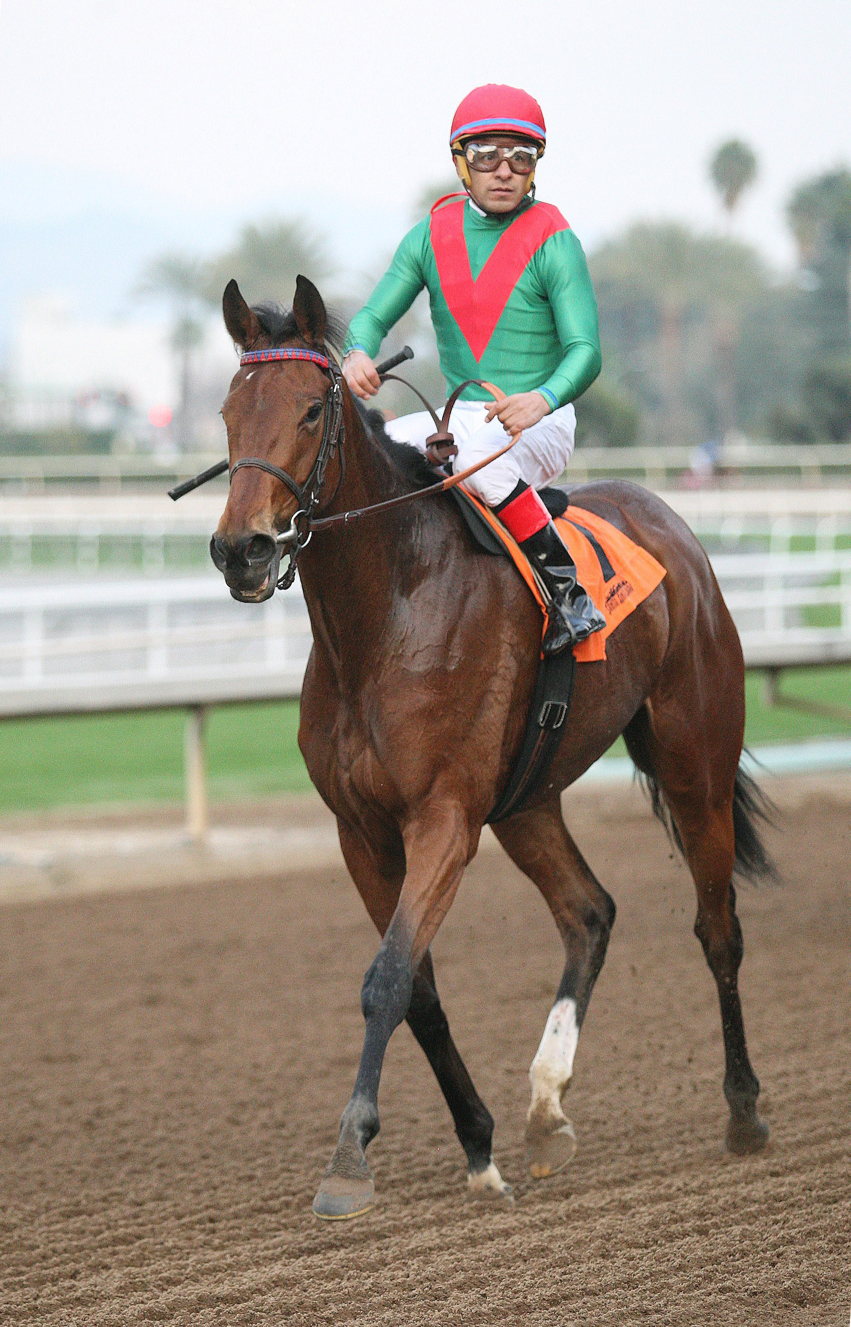 Queen Blossom at Santa Anita on Feb. 2