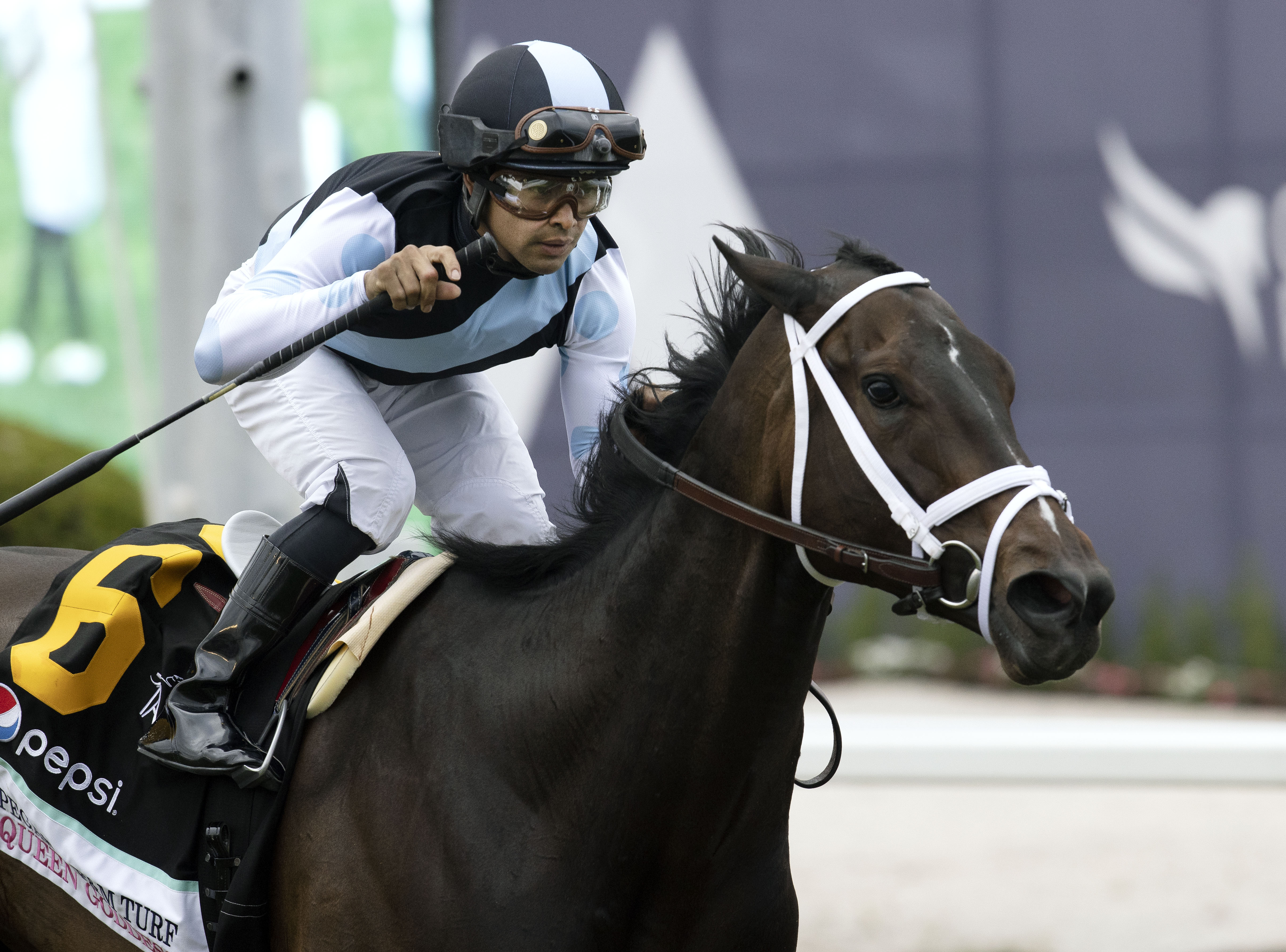 Queen Goddess - PWC Filly & Mare Turf 2023