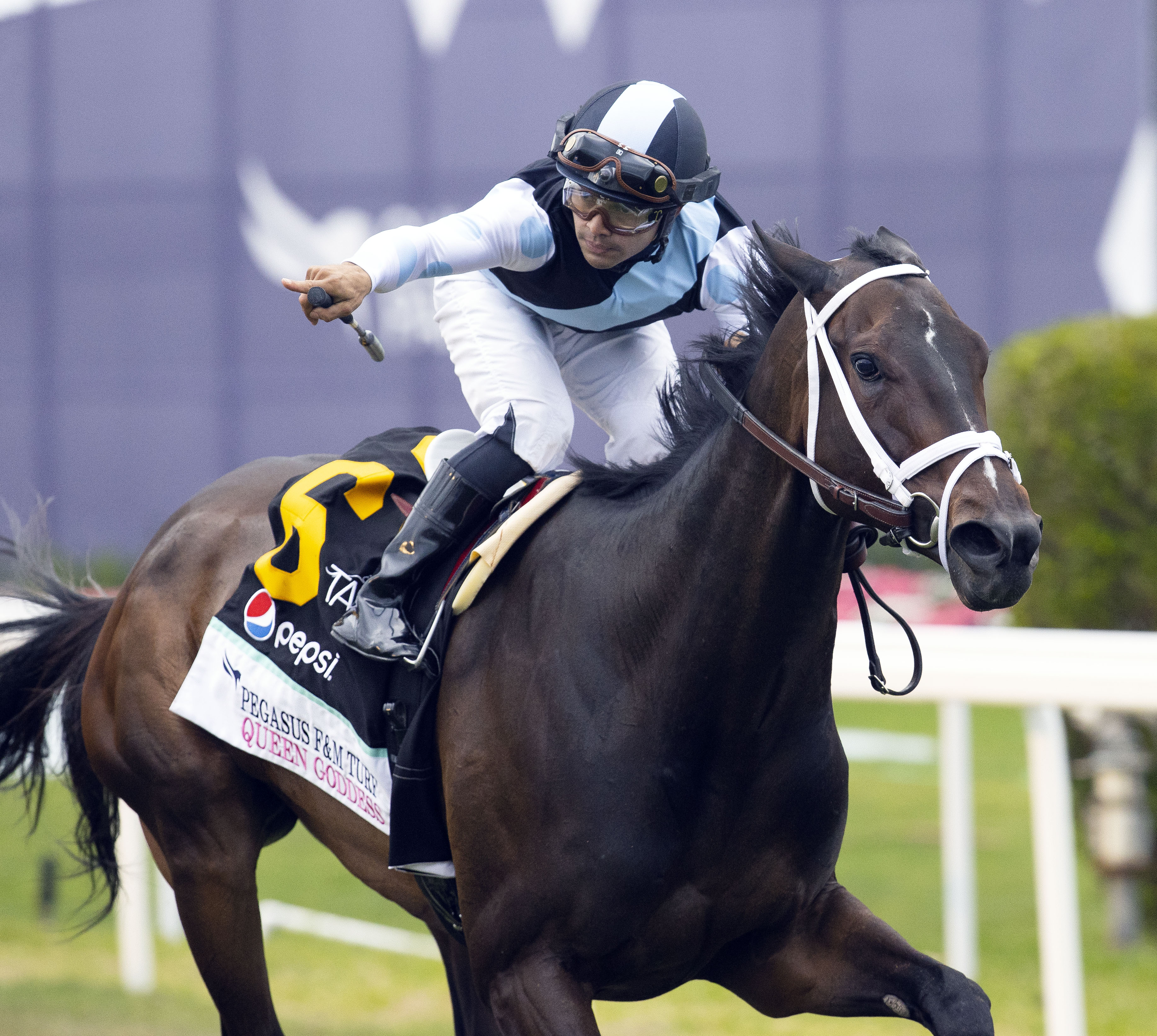 Queen Goddess wins Pegasus Filly and Mare Turf at GP Jan 28 2023