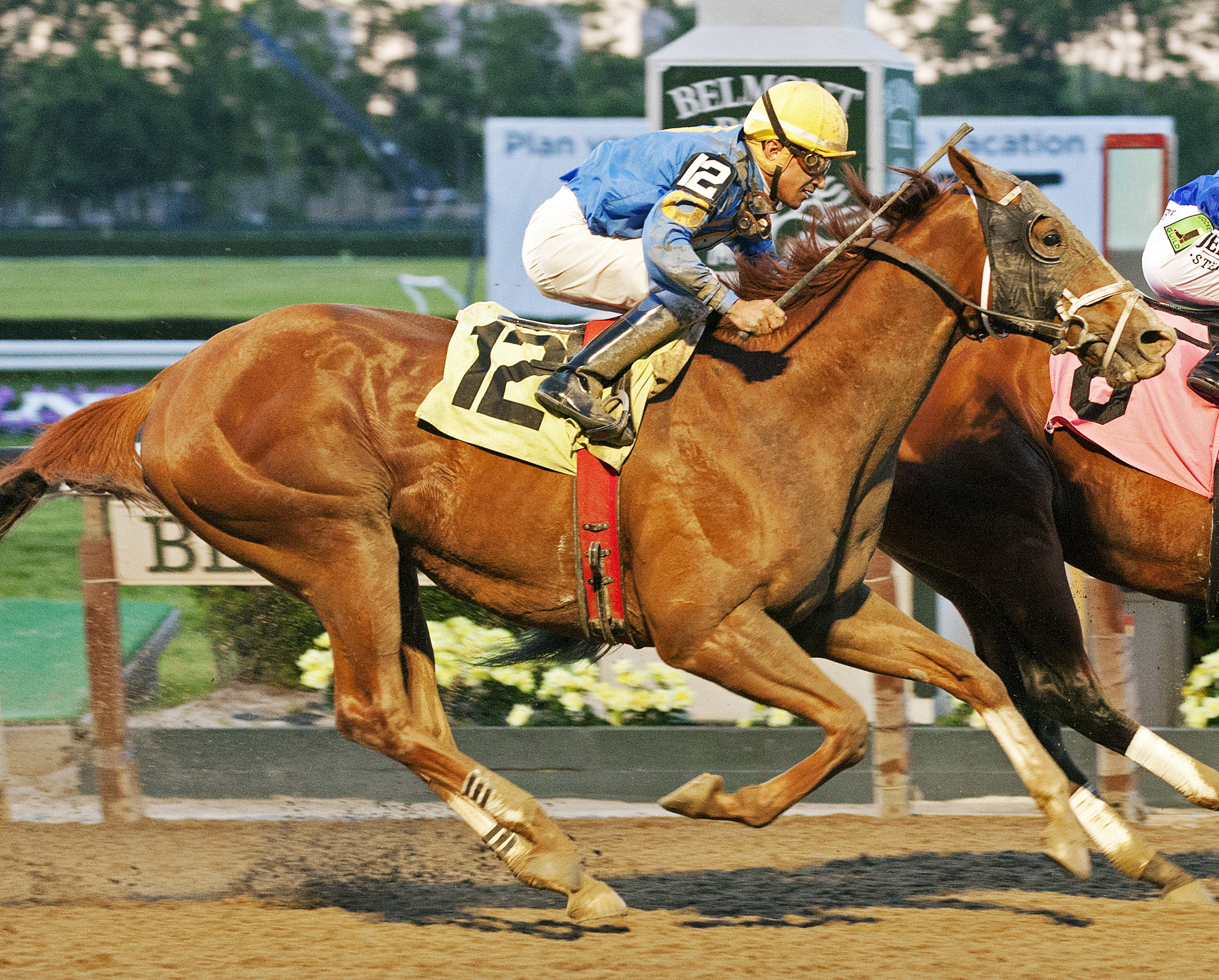 Quick Money finishes second in an allowance race