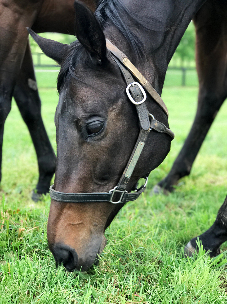 Quick Temper at Hill 'n' Dale Farm