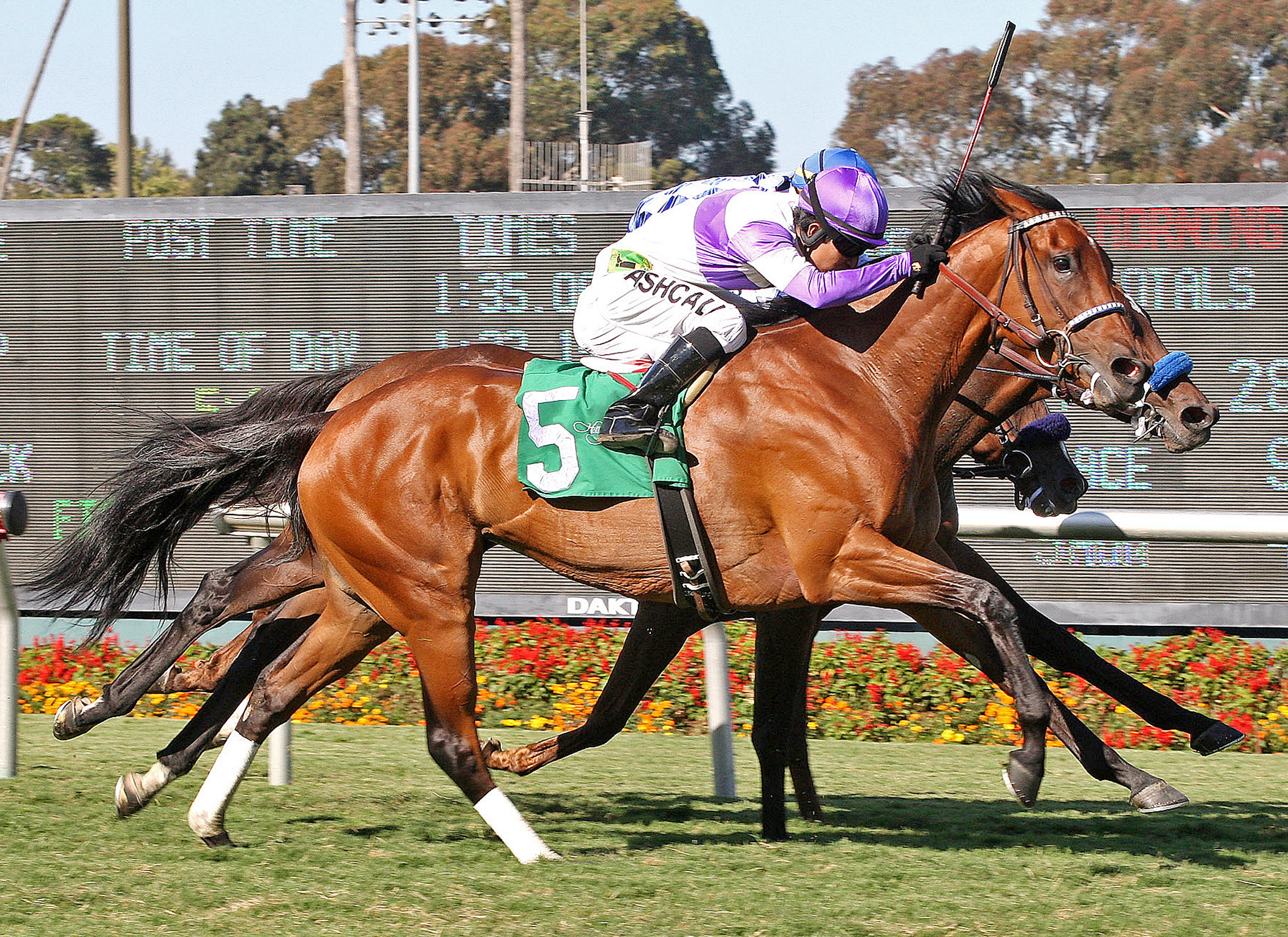 Quiet Oasis, Royal Heroine Mile