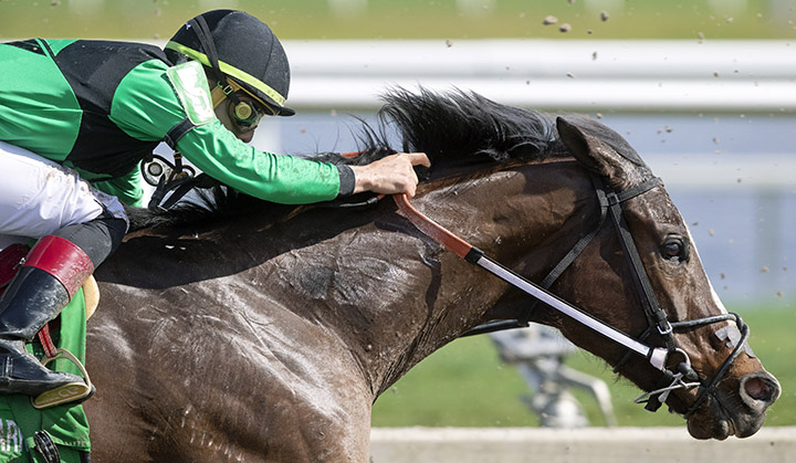 Quijote wins the 2019 Sunshine Millions Sprint at Gulfstream Park