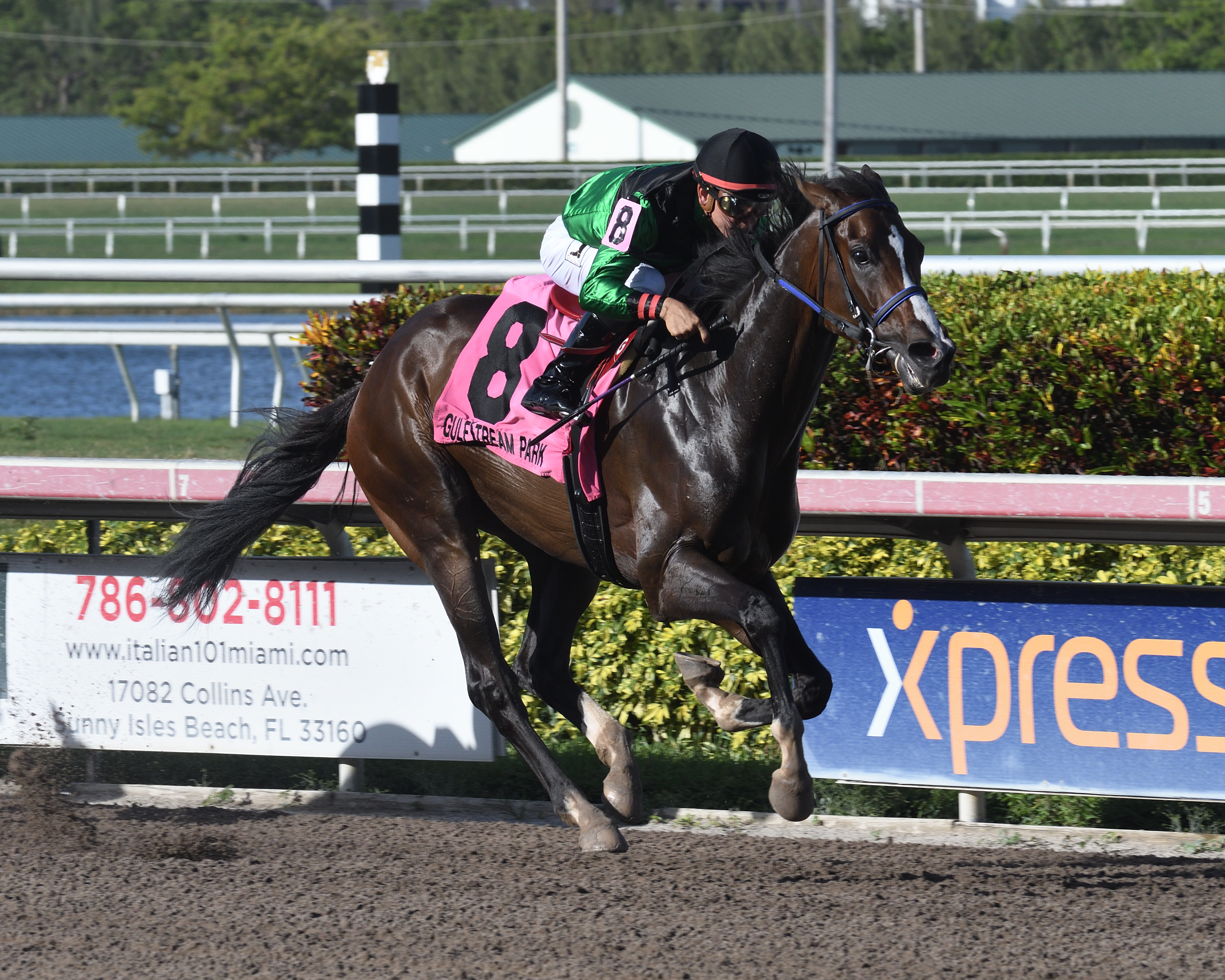 Quijote wins the Big Drama Stakes