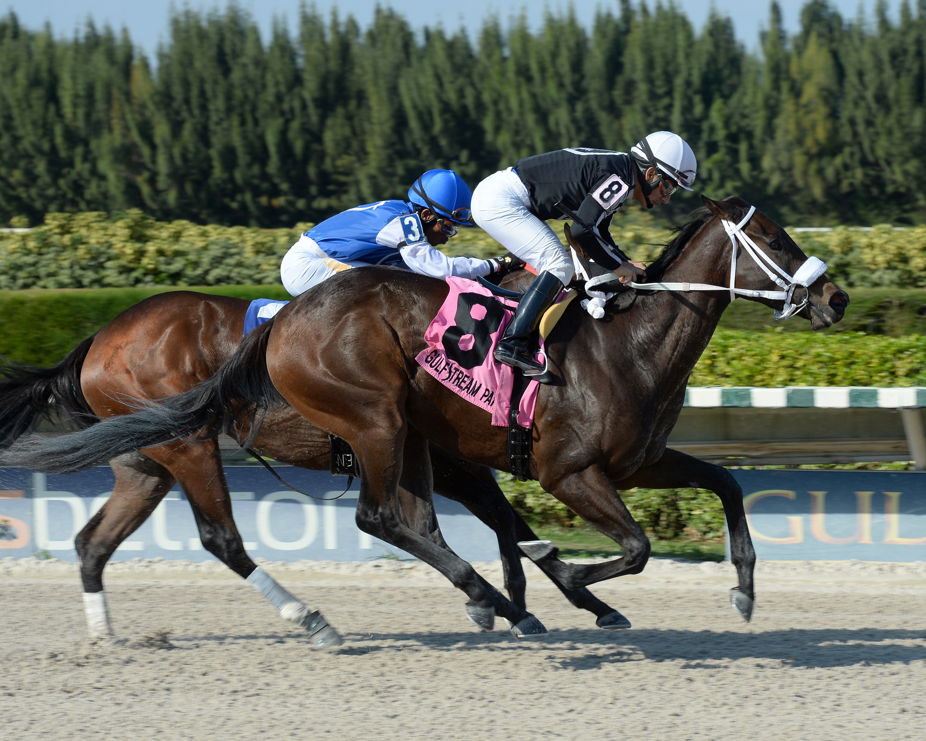 R Angel Katelyn wins the Juvenile Filly Sprint Stakes