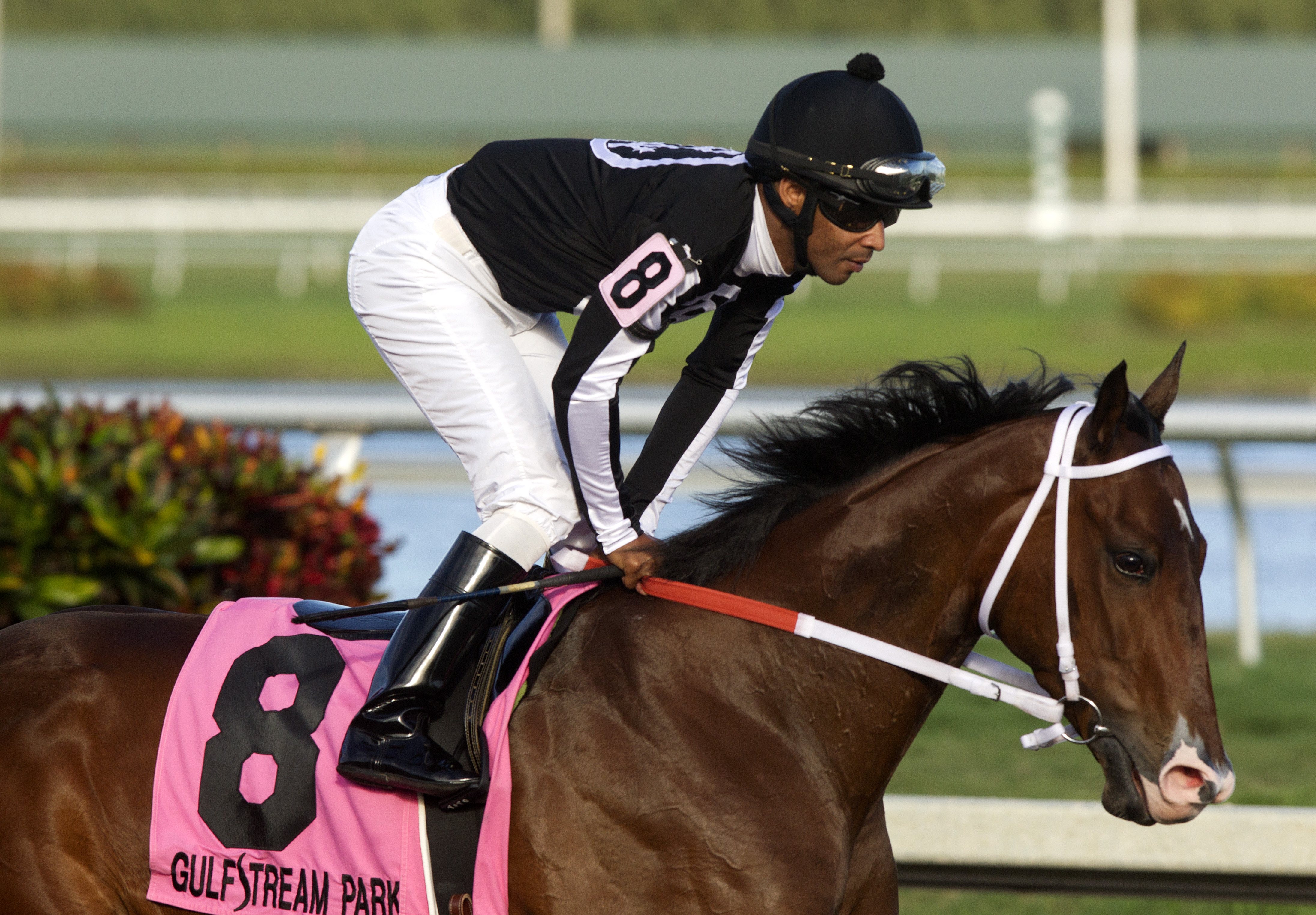 R Free Roll finishes third in the Awesome Feather