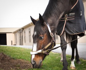Rachel Alexandra grazes March 15
