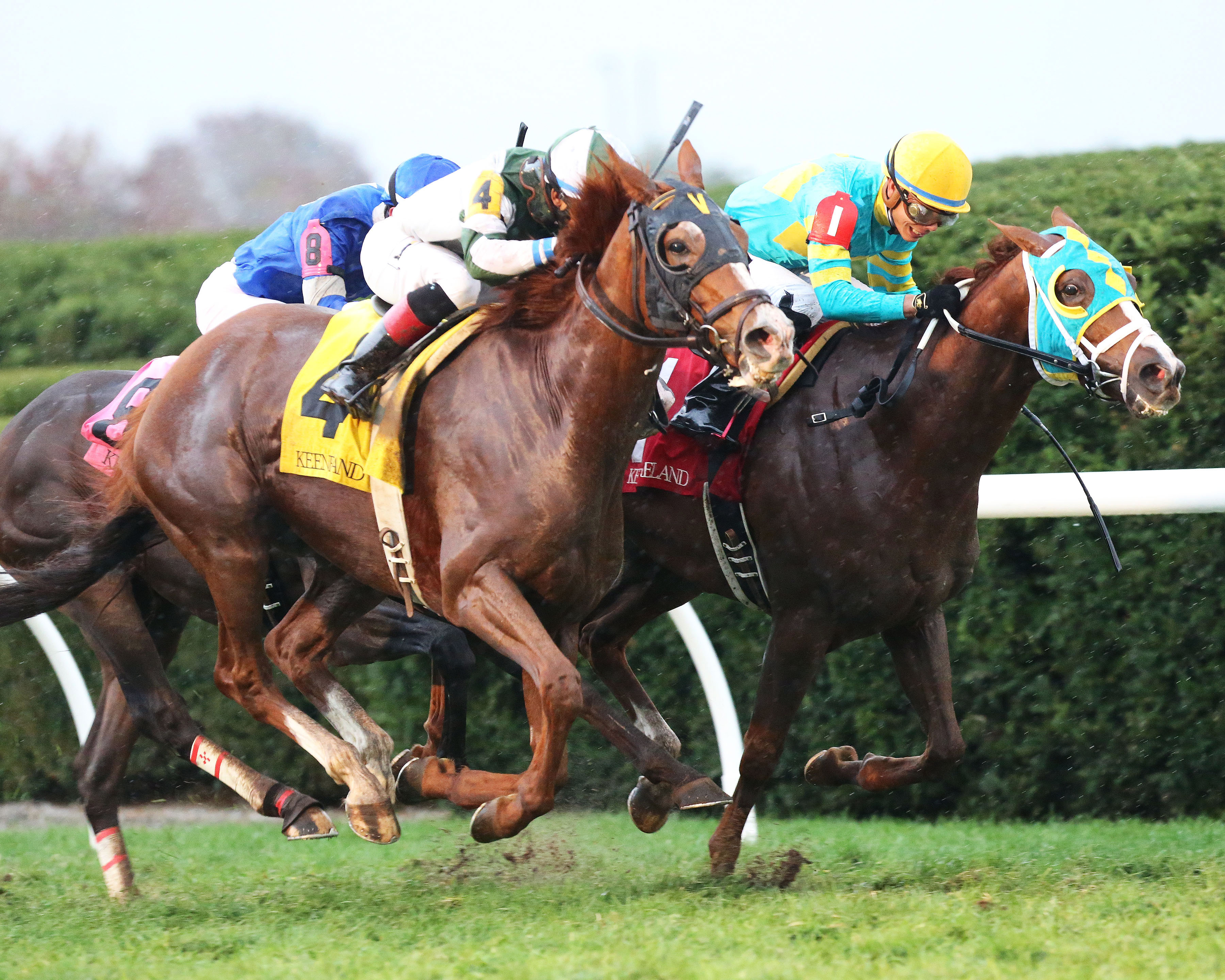 Renown wins the Sycamore