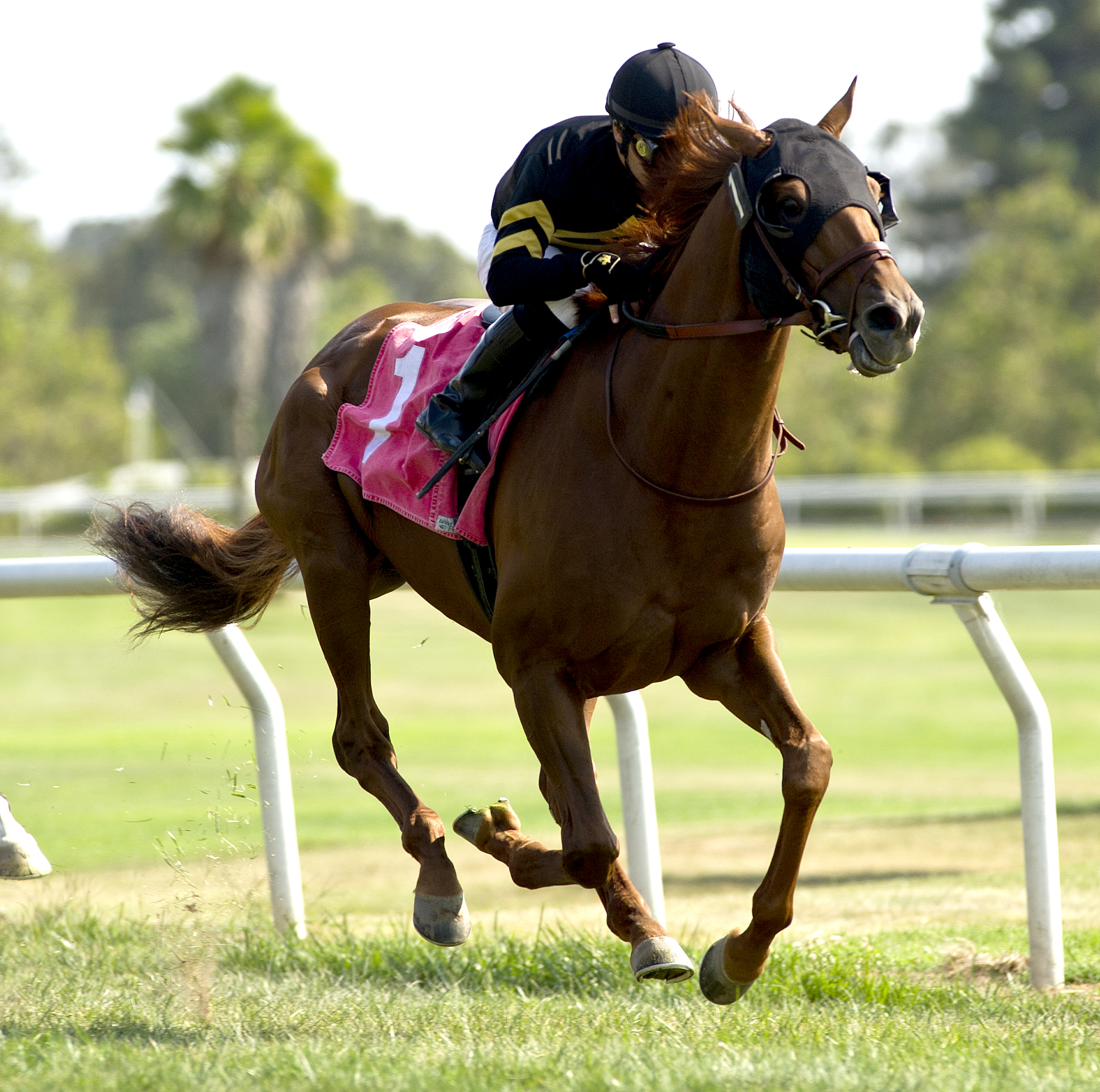 Ritzy A. P. wins 2018 Joseph T. Grace Handicap
