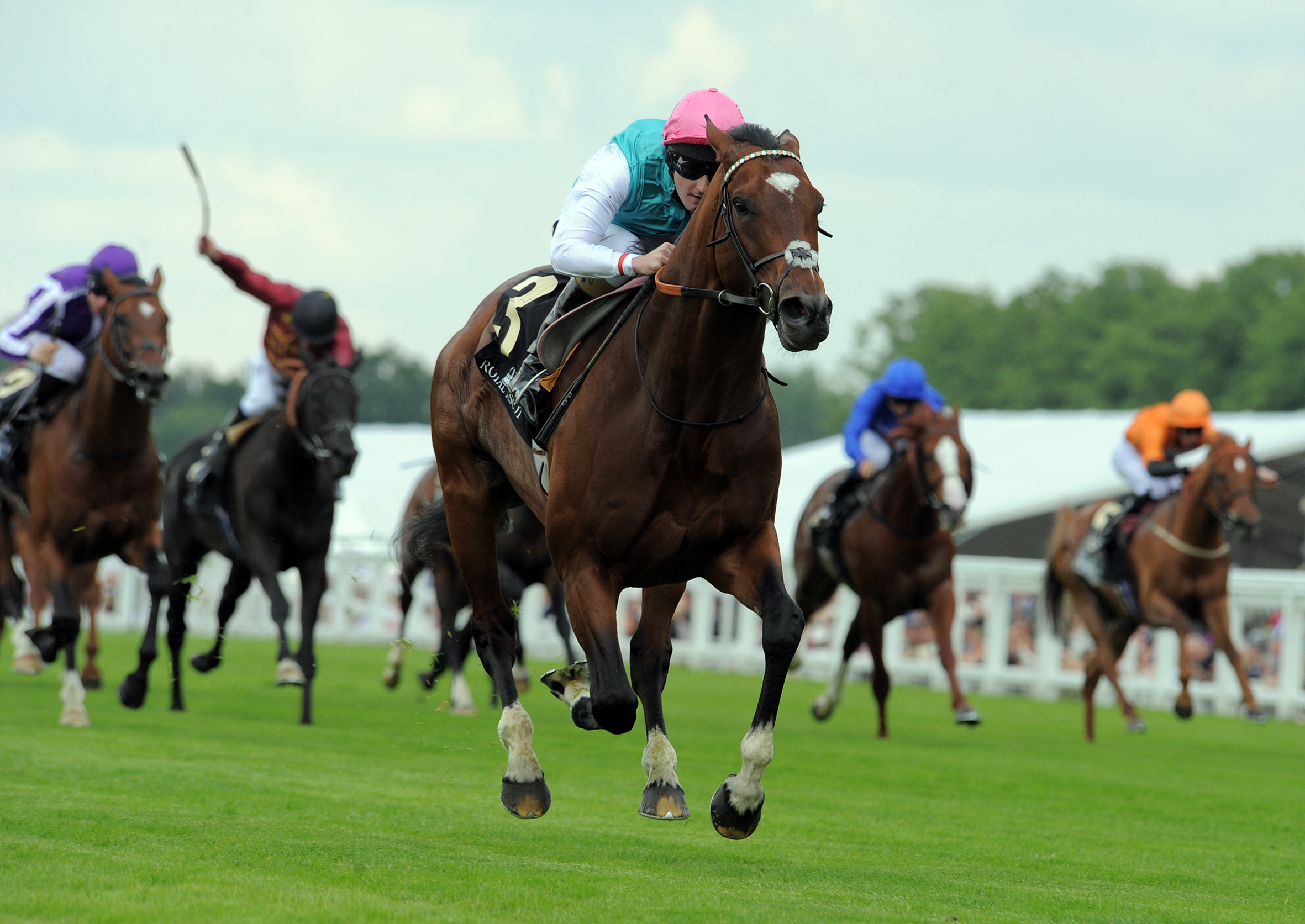 Frankel/Queen Anne