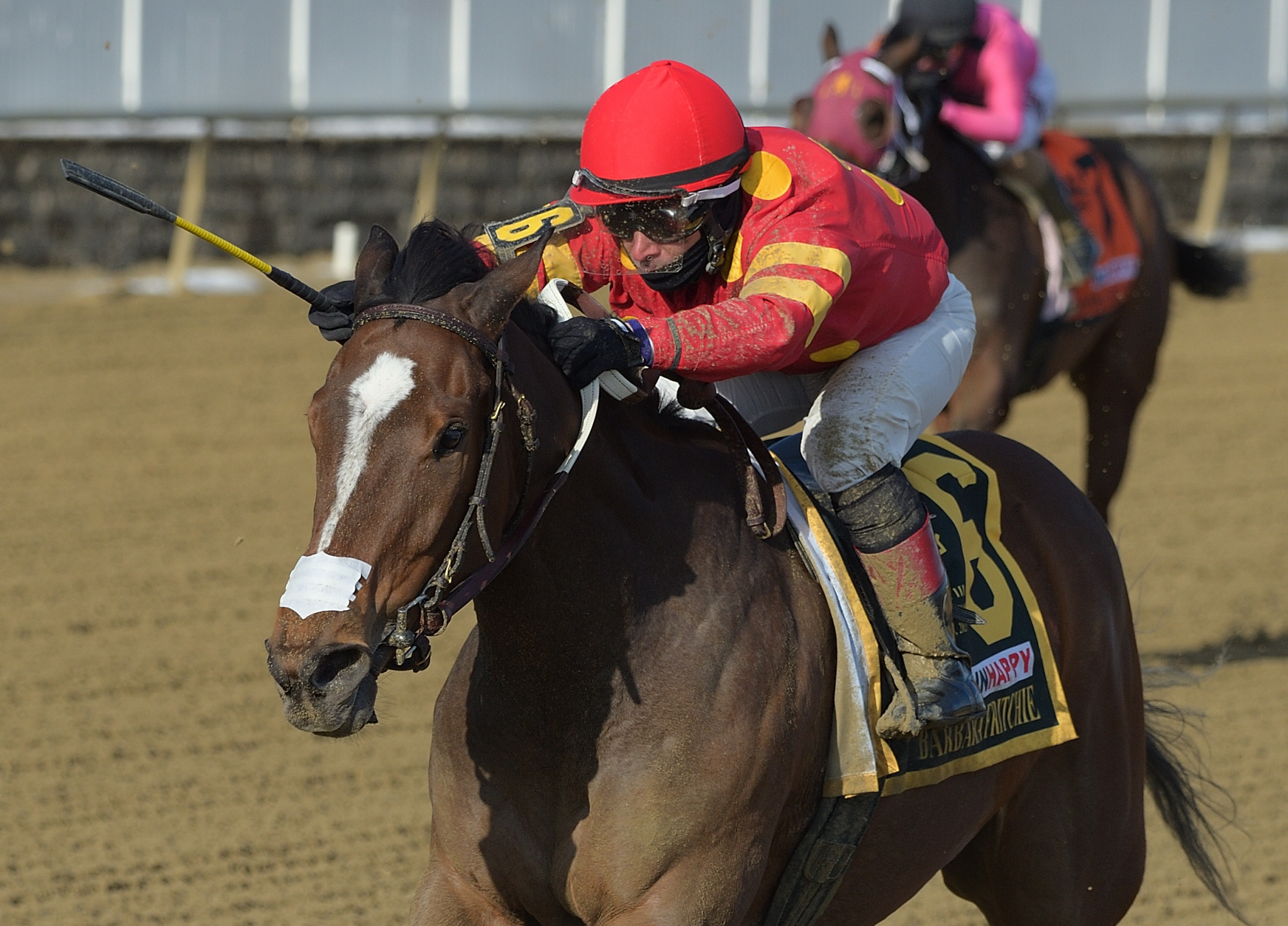 Hibiscus Punch wins Barbara Fritchie 2-20-2021