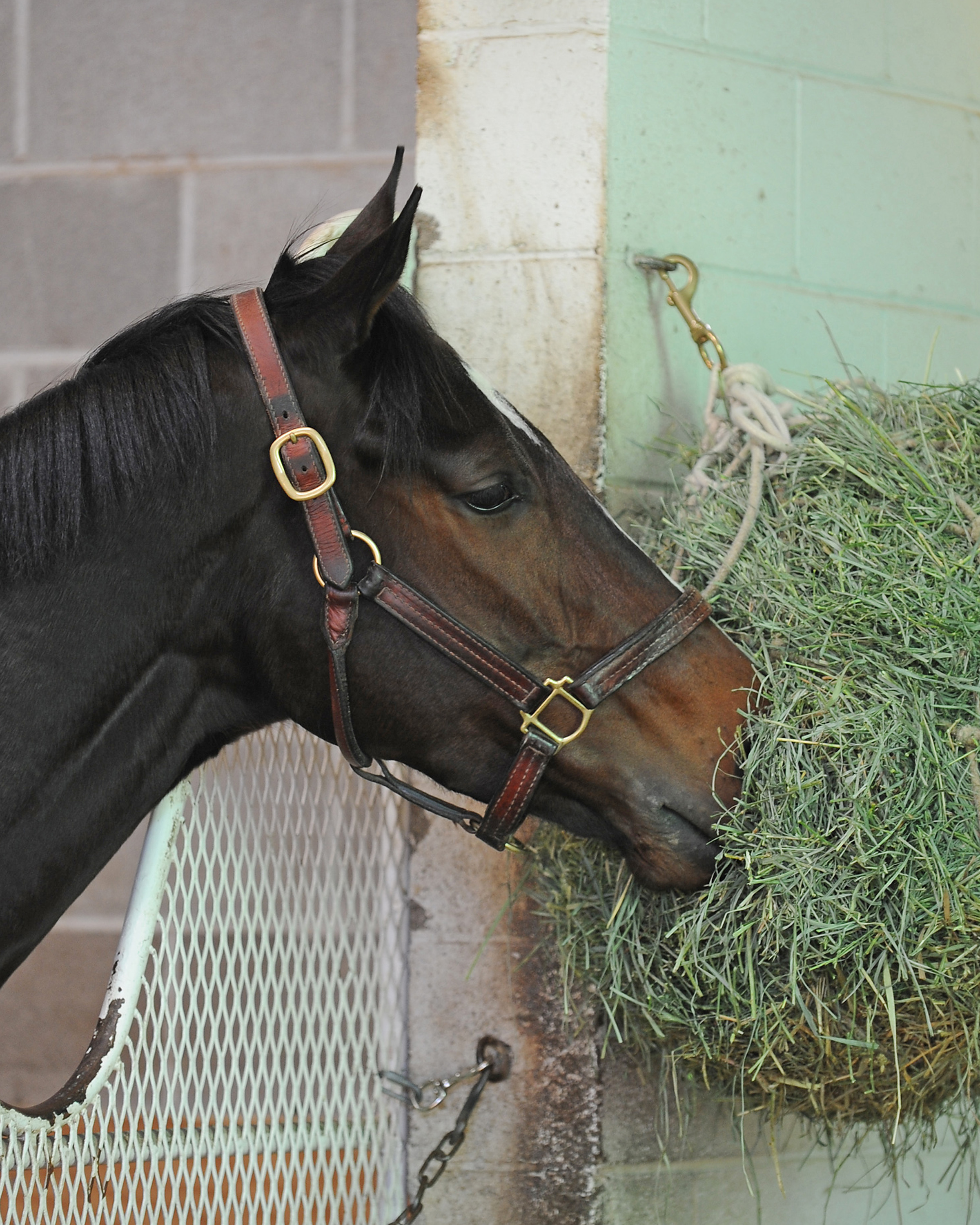 Rachel Alexandra