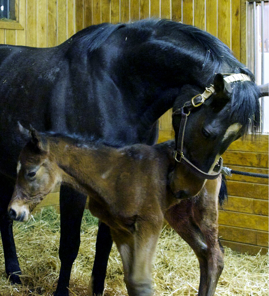 Rachel Alexandra and foal