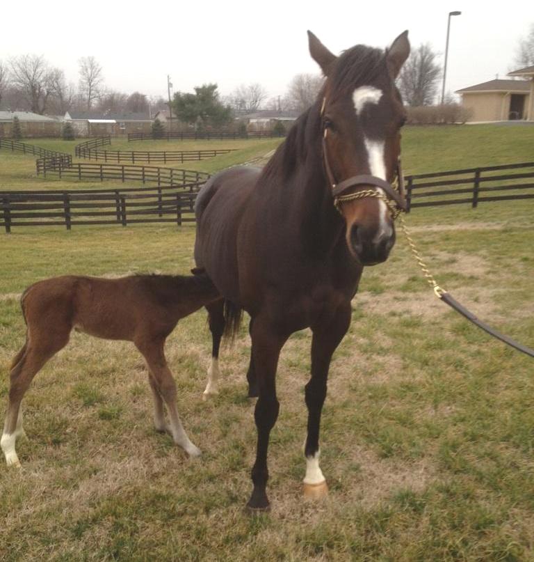 Rachel Alexandra with Curlin foal, Jan. 27, 2012