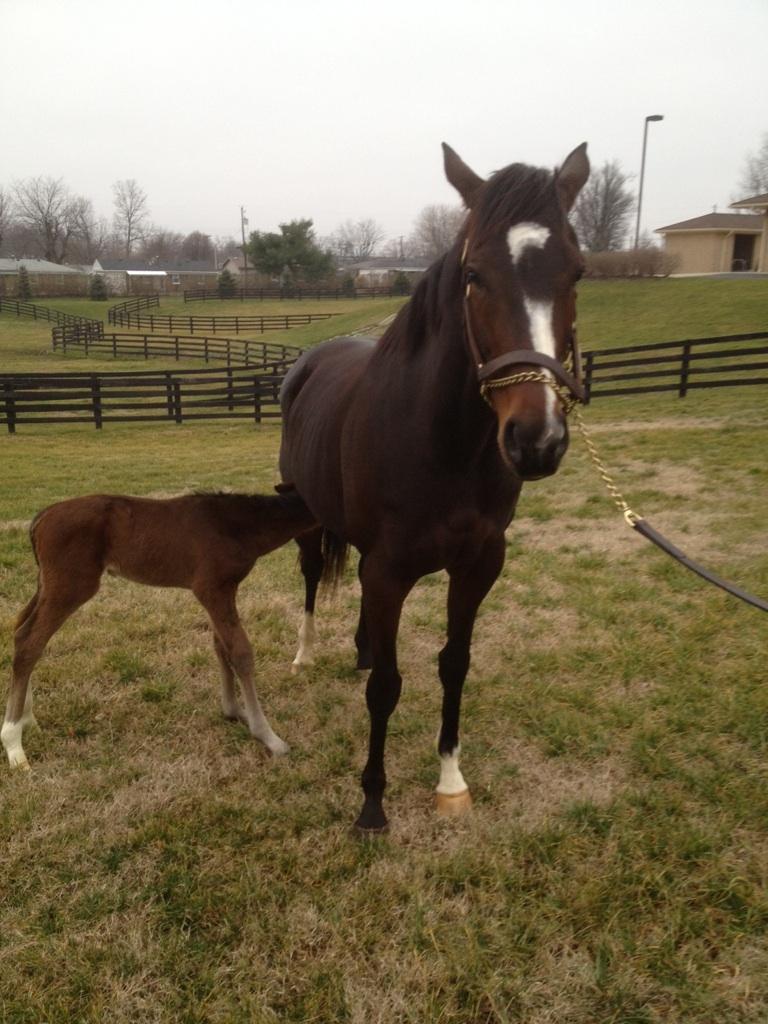 Contest draws 6,521 name suggestions for Rachel Alexandra foal