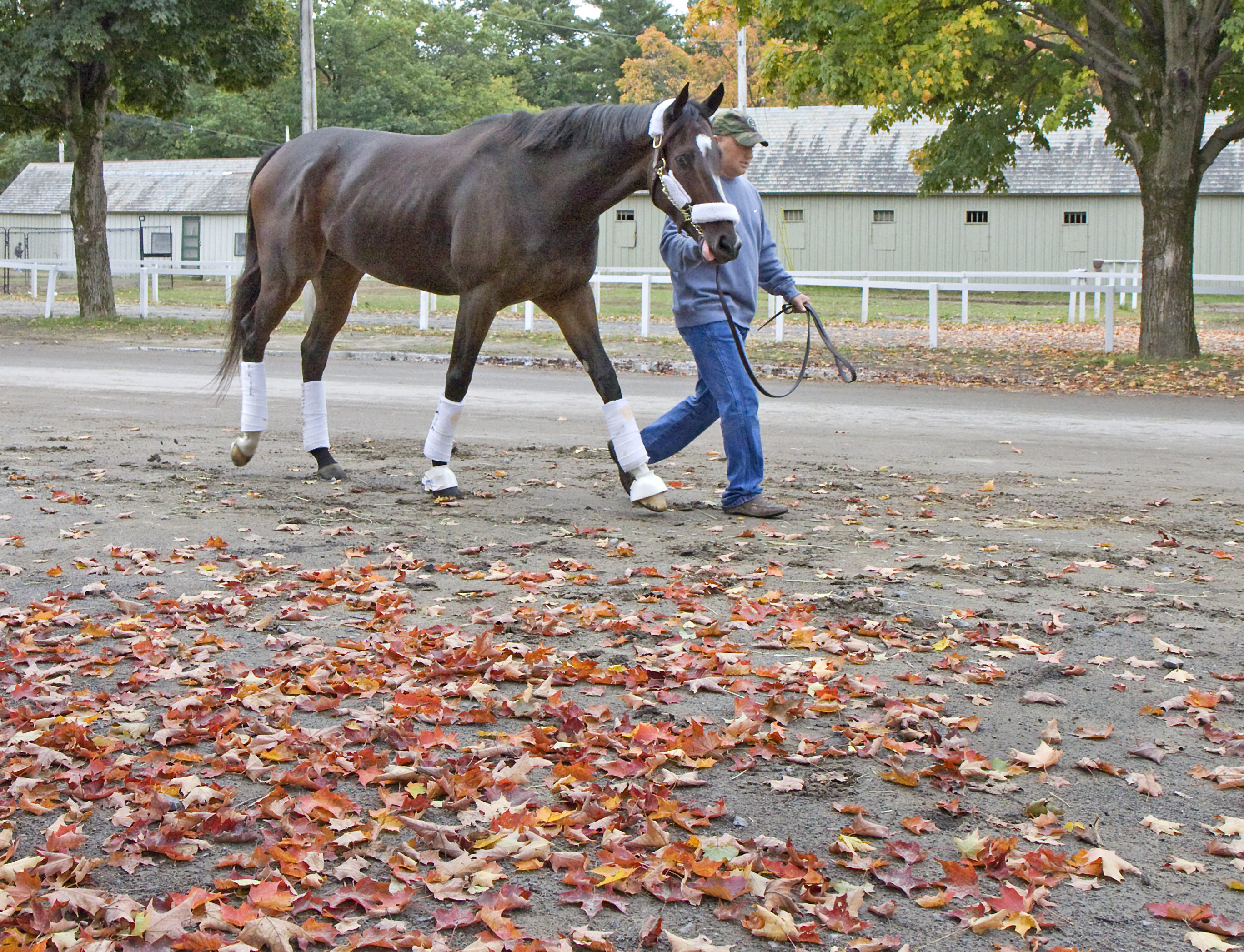 Rachel Alexandra leaving Saratoga - Oct. 5, 2010