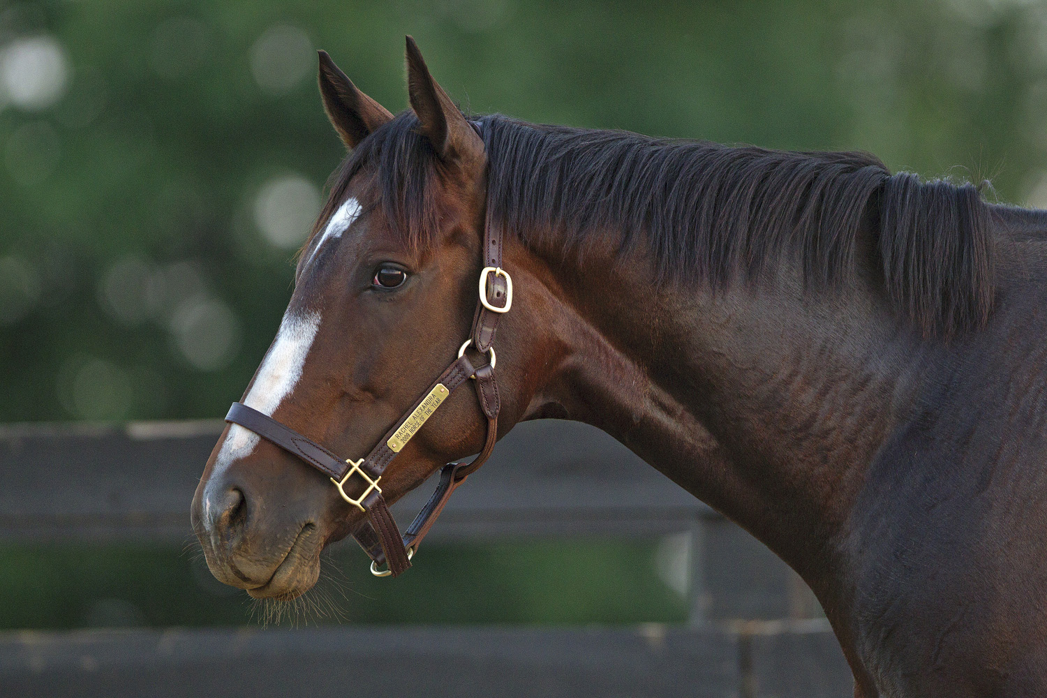 Rachel Alexandra
