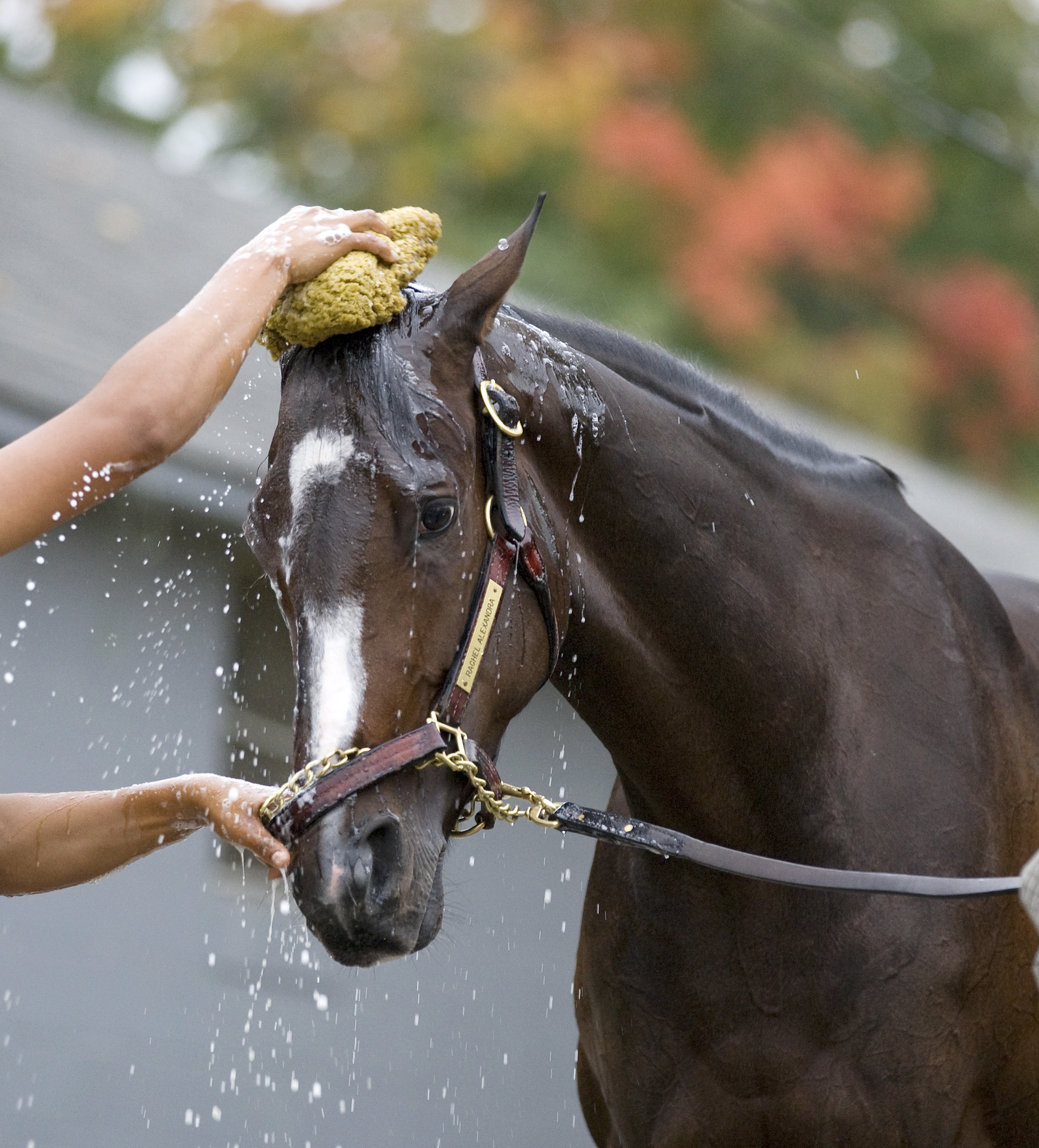 Rachel Alexandra