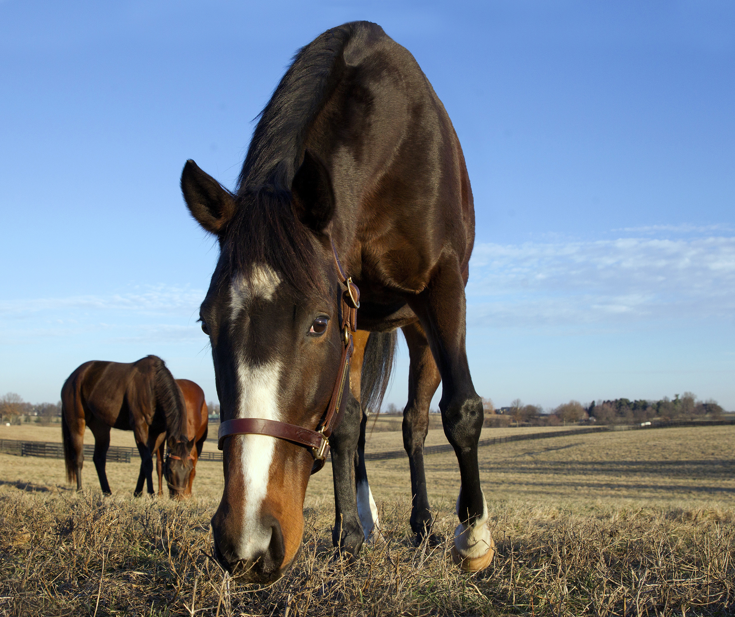 Rachel Alexandra at Stonestreet Farms