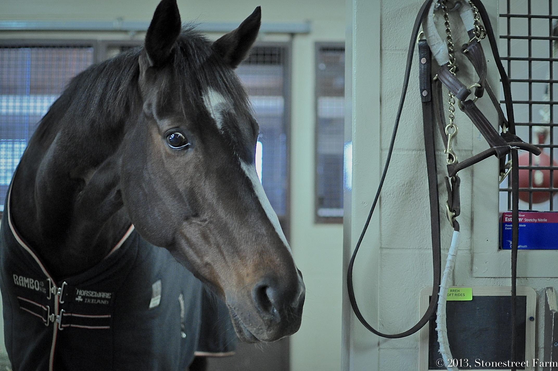 Rachel Alexandra at Rood and Riddle