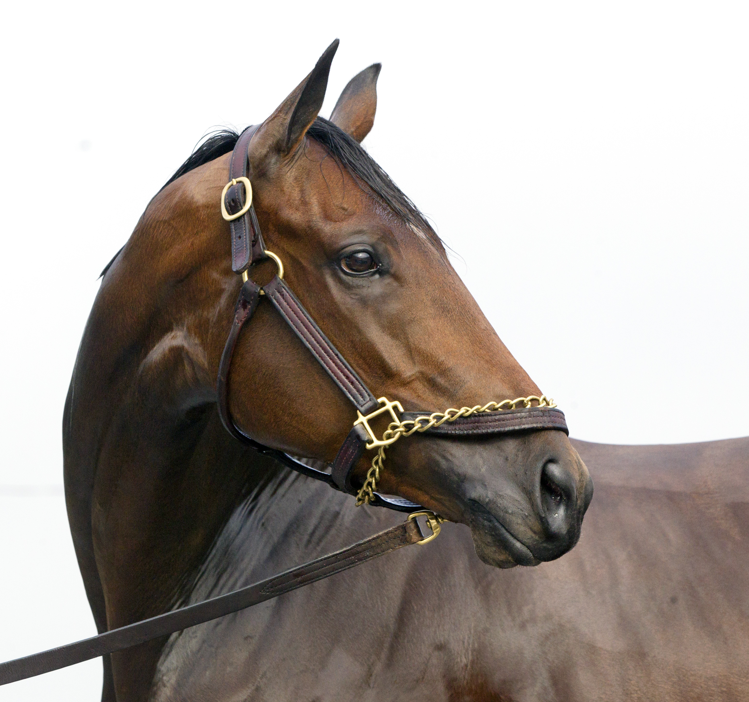 Rachel's Valentina