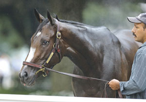 Rachel Alexandra